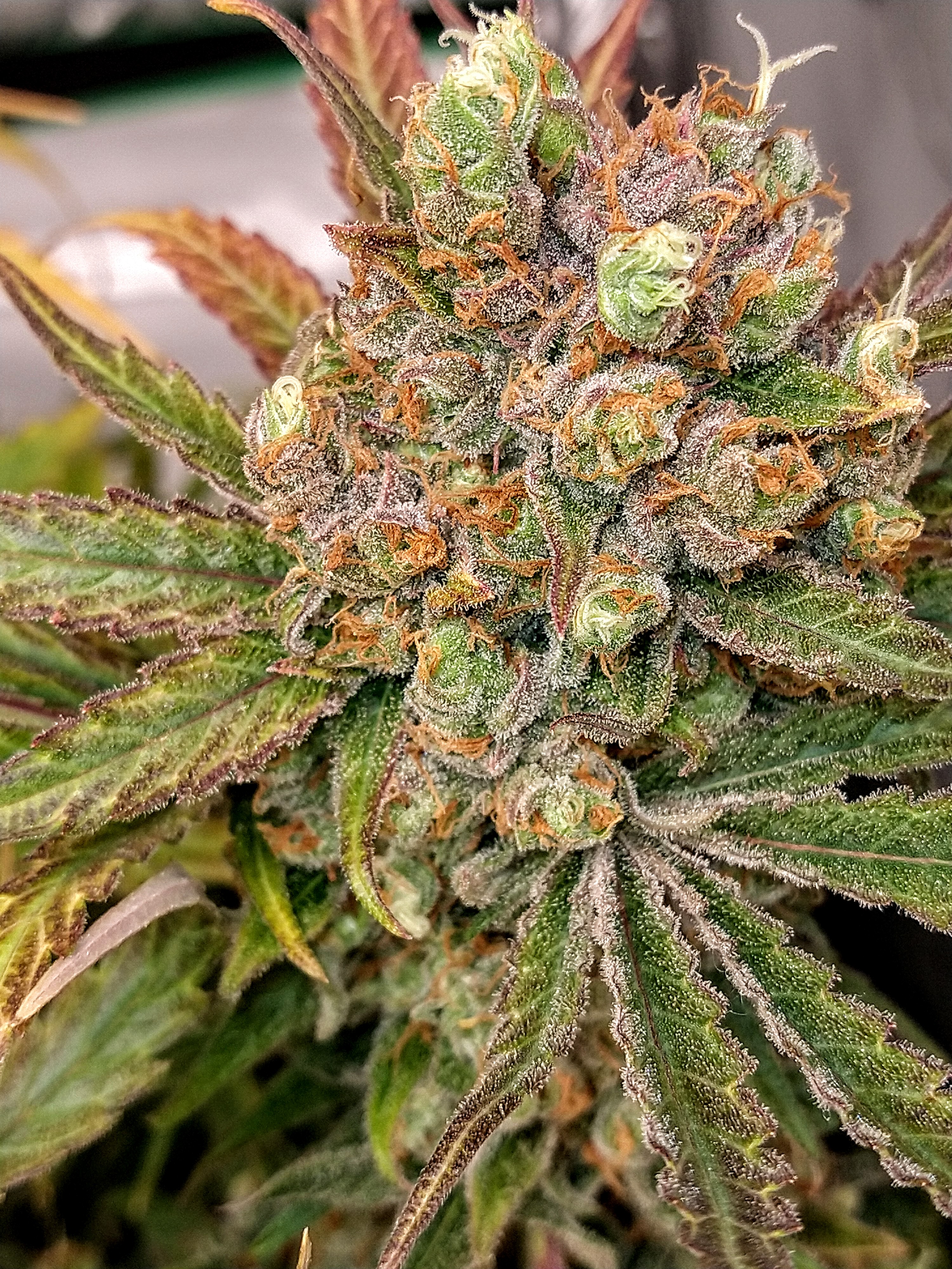 June Bud Of The Month voting | Marijuana Growing & Cannabis Forum
