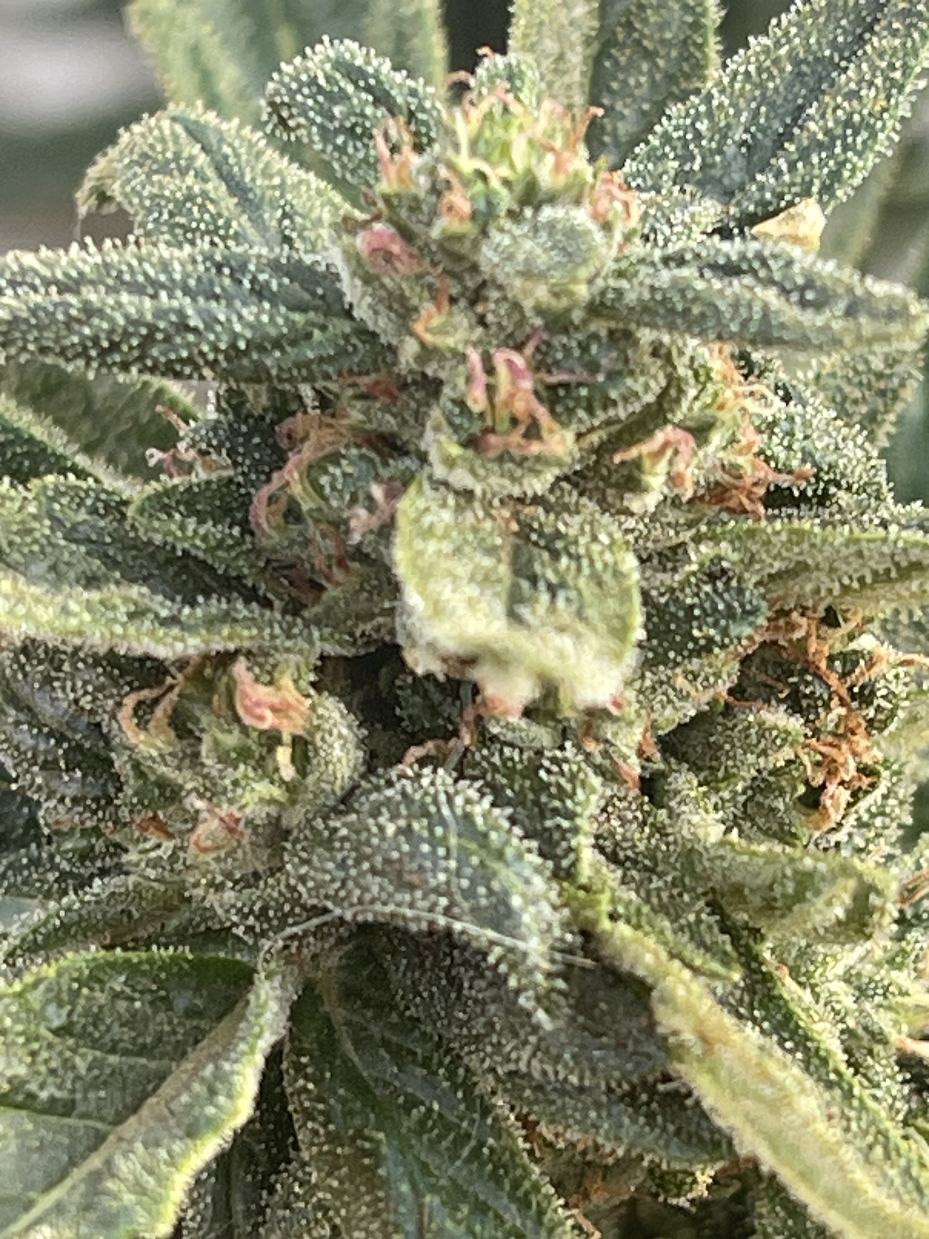 June Bud Of The Month voting | Marijuana Growing & Cannabis Forum