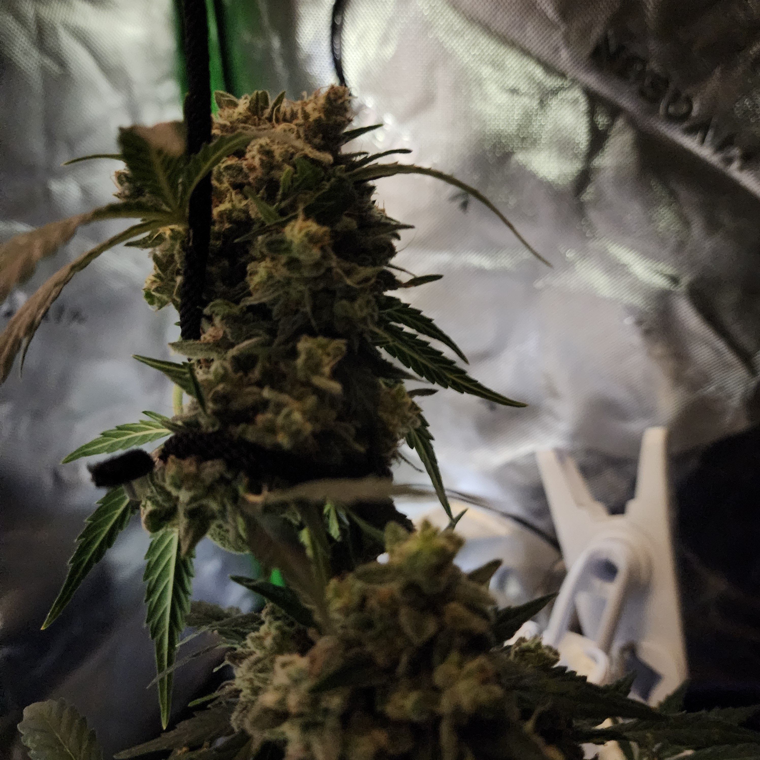 Bud got too heavy for its stem | Marijuana Growing & Cannabis Forum