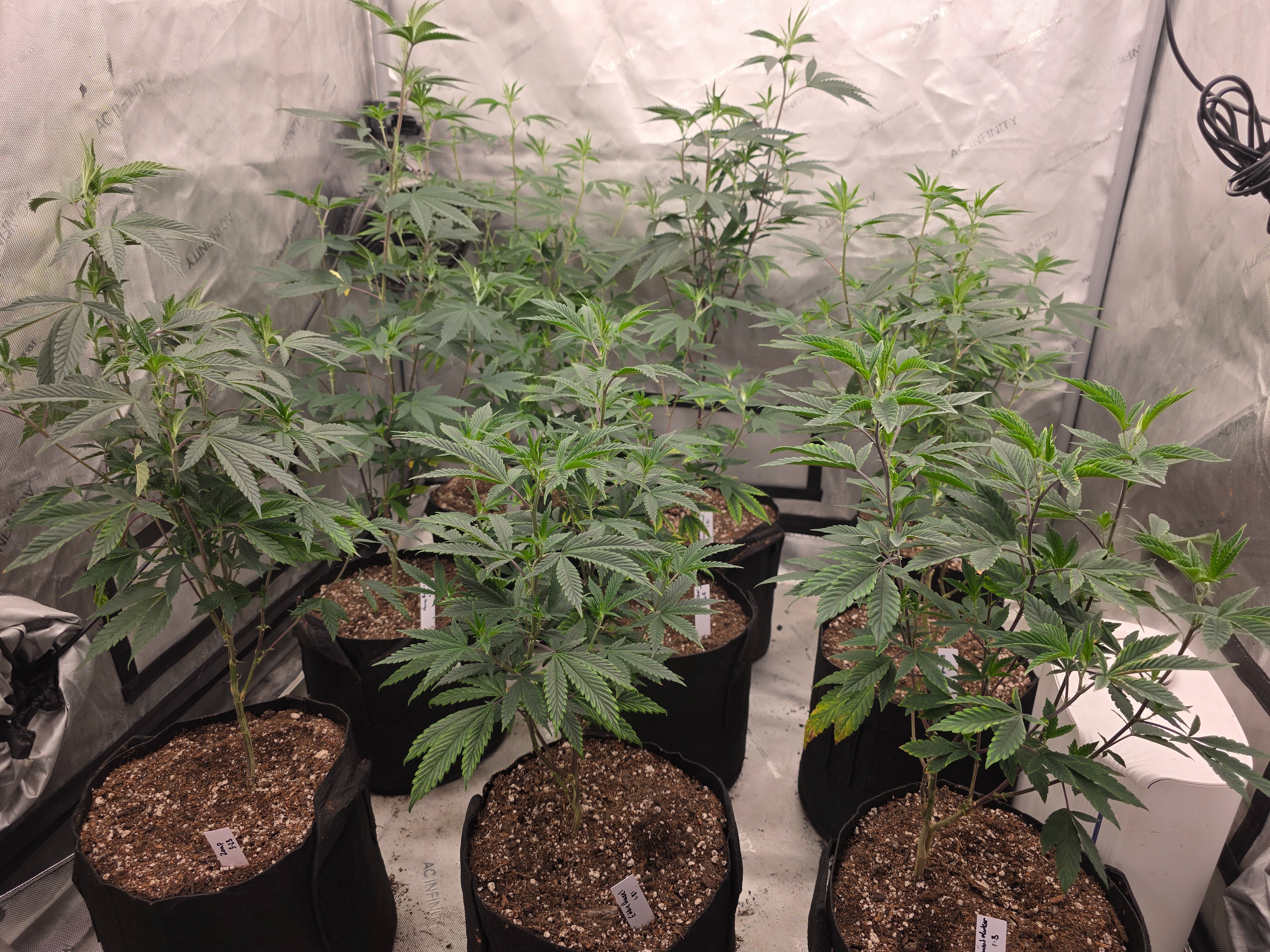 gmo Grows Zoap, Honey Banana, GabySI Sour Diesel, Eddie Hazel ...