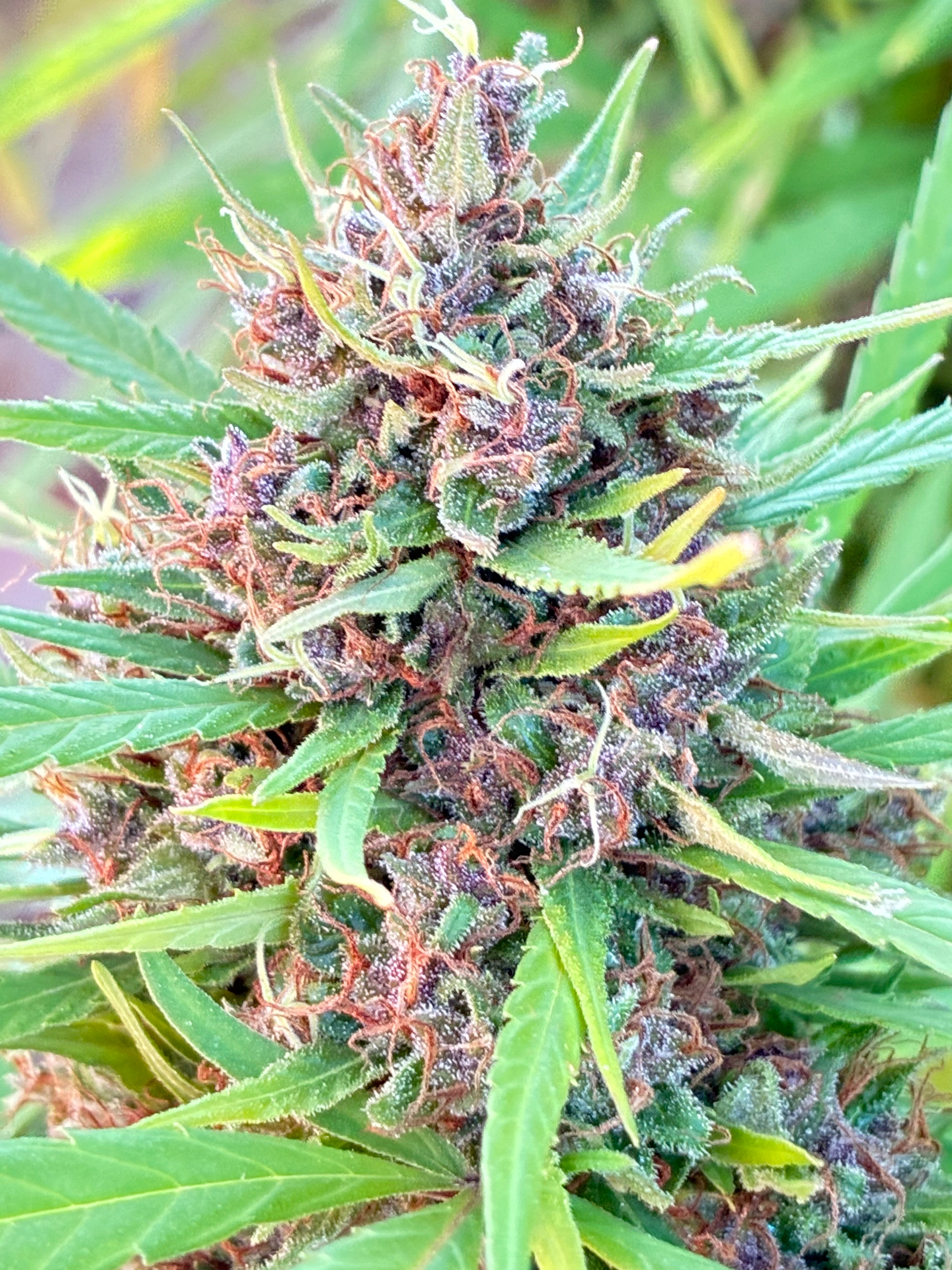 June Bud Of The Month | Marijuana Growing & Cannabis Forum