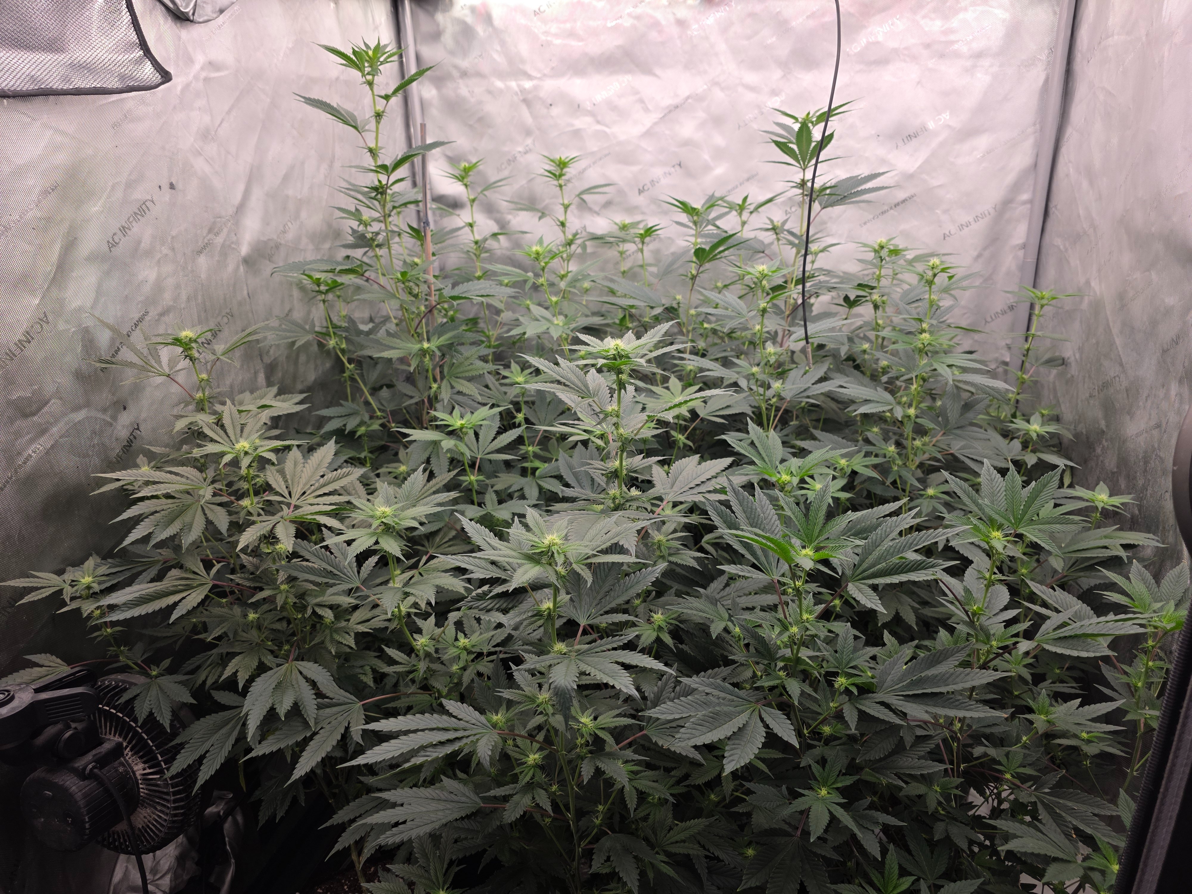 gmo Grows Zoap, Honey Banana, GabySI Sour Diesel, Eddie Hazel ...