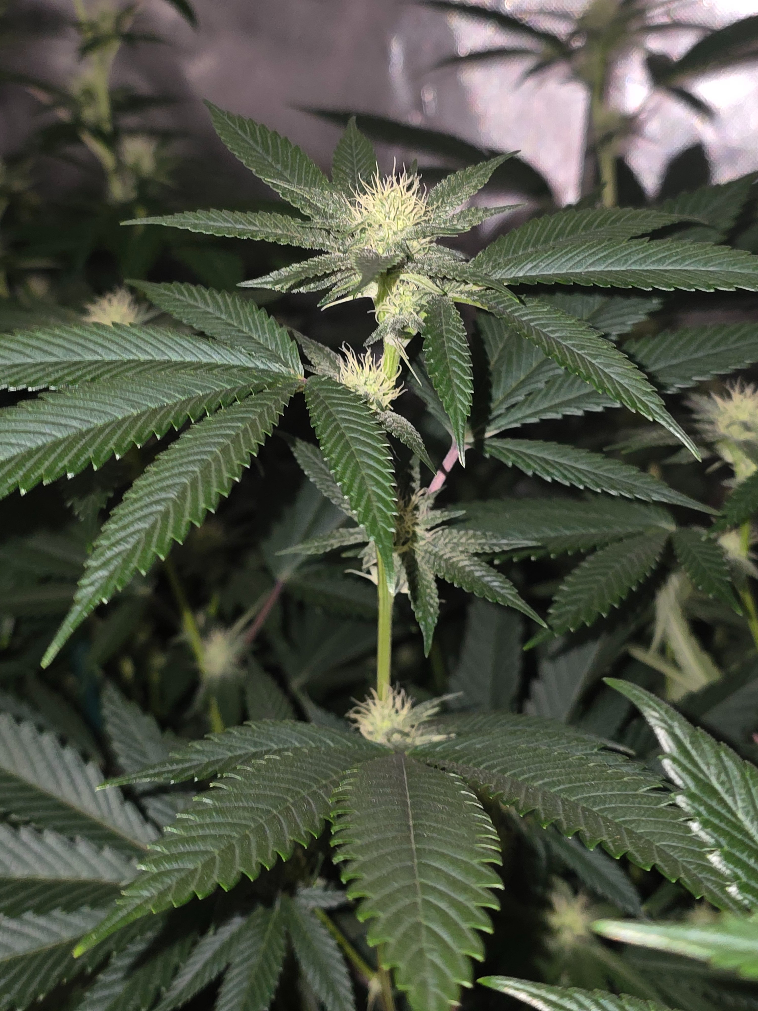 gmo Grows Zoap, Honey Banana, GabySI Sour Diesel, Eddie Hazel ...