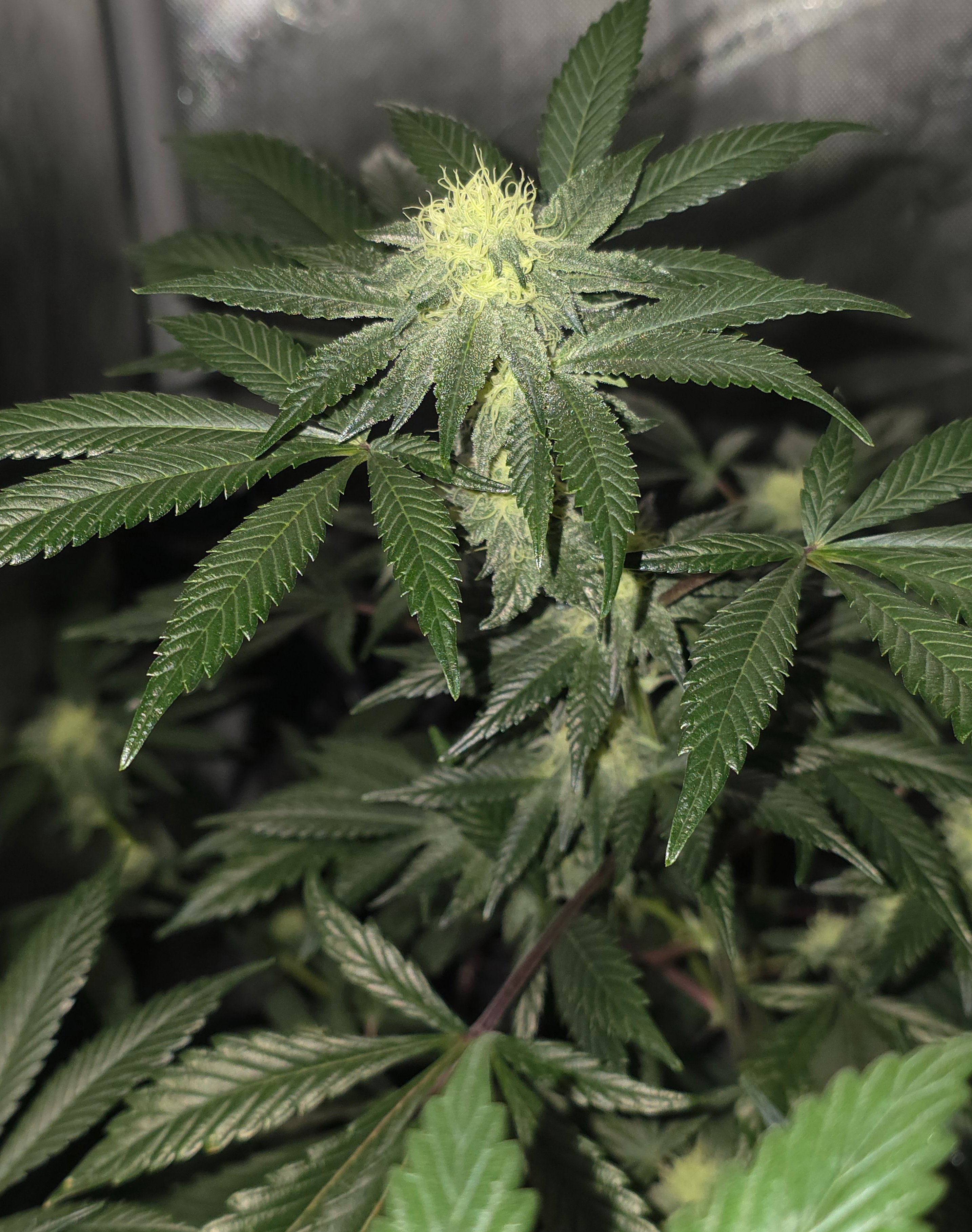 gmo Grows Zoap, Honey Banana, GabySI Sour Diesel, Eddie Hazel ...