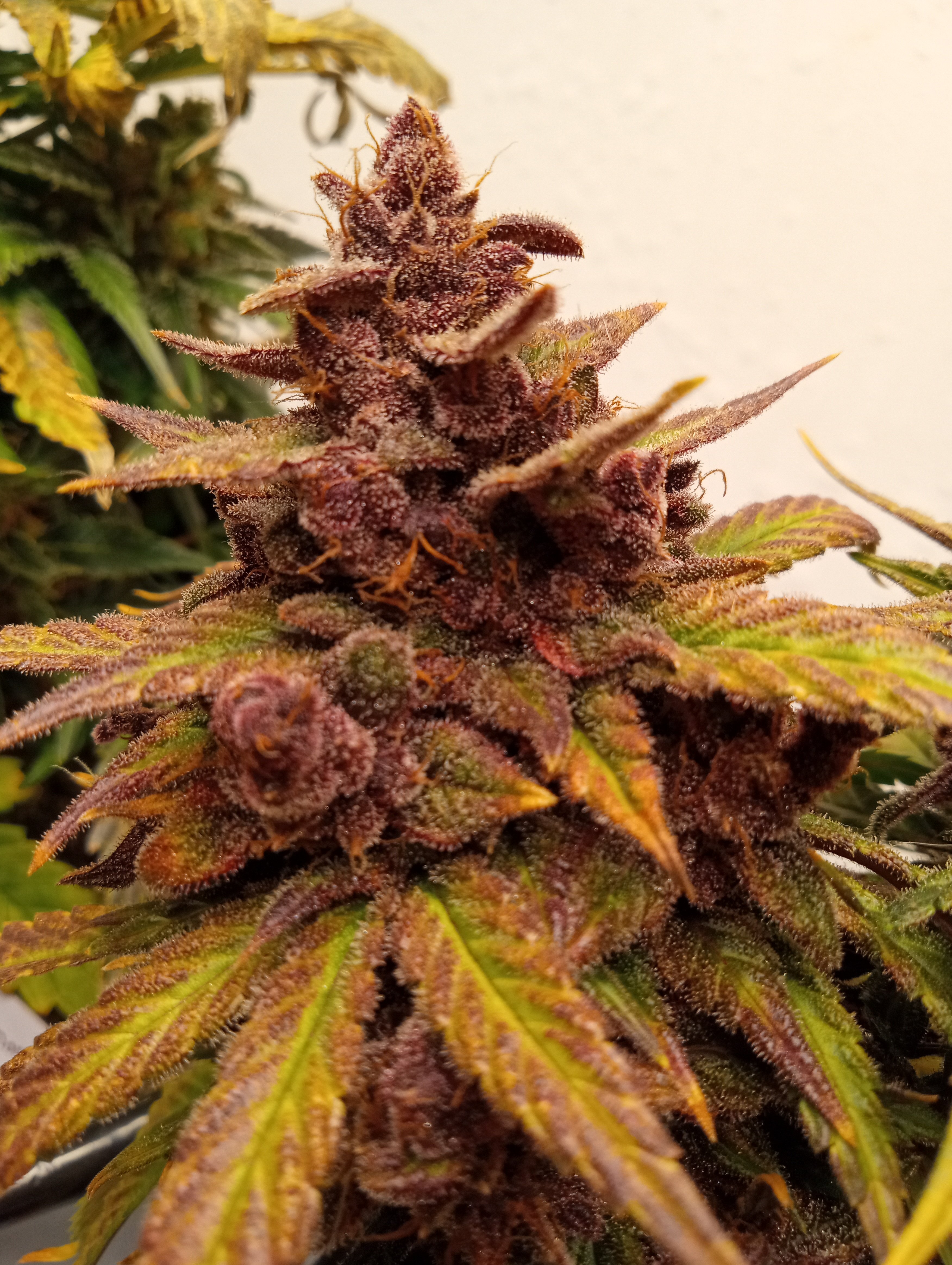 June Bud Of The Month | Marijuana Growing & Cannabis Forum
