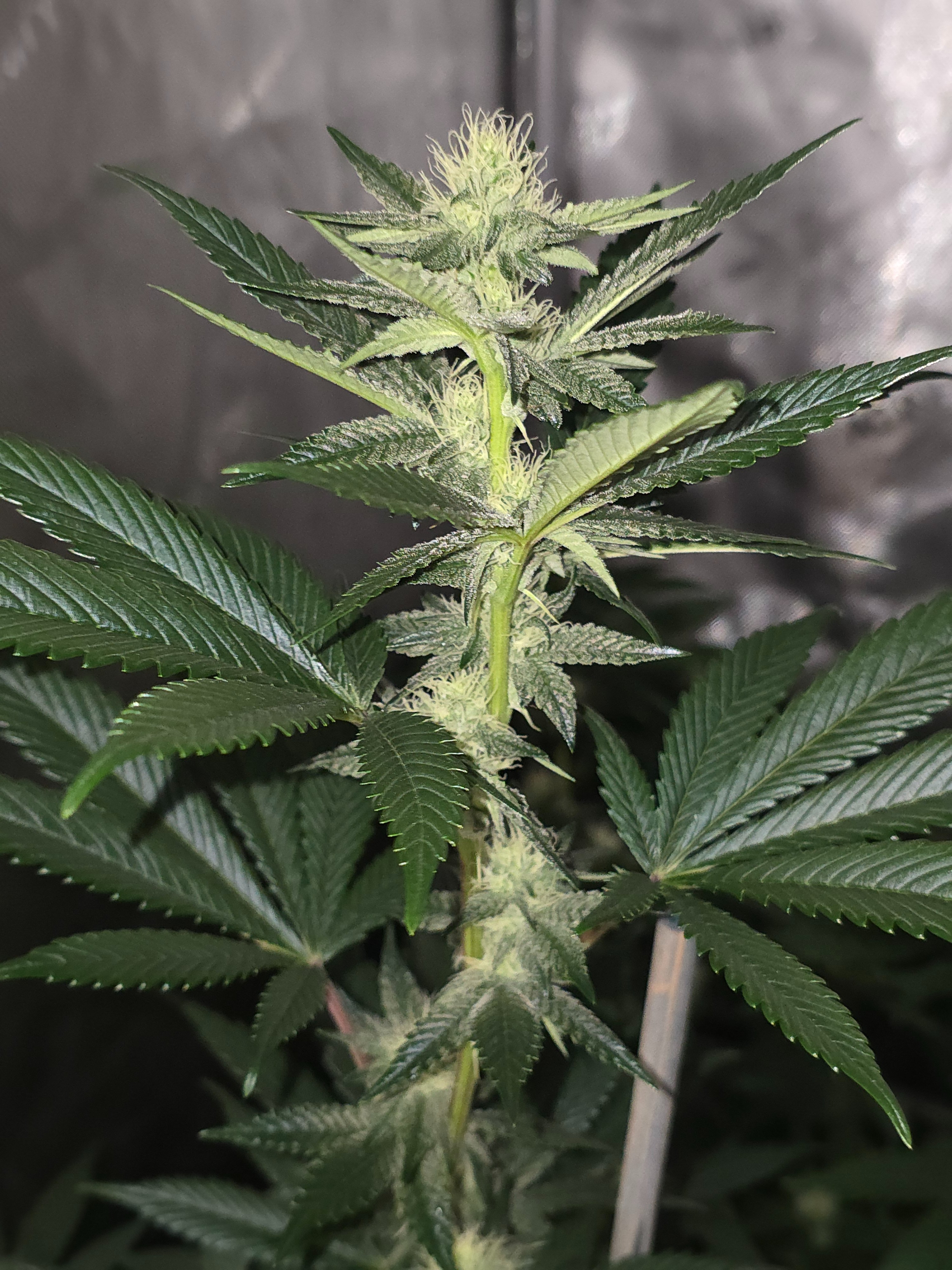 gmo Grows Zoap, Honey Banana, GabySI Sour Diesel, Eddie Hazel ...