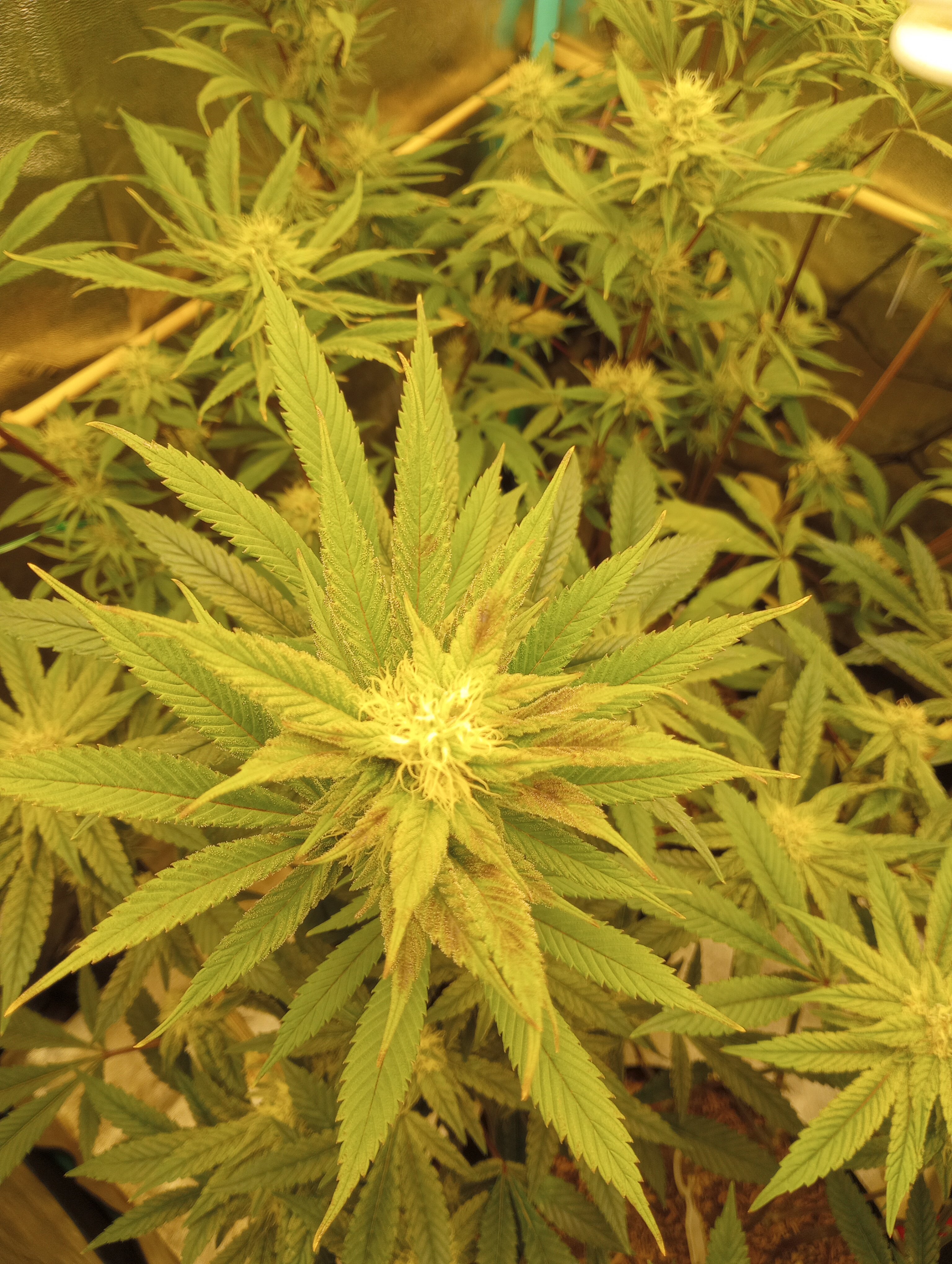 June Bud Of The Month | Marijuana Growing & Cannabis Forum