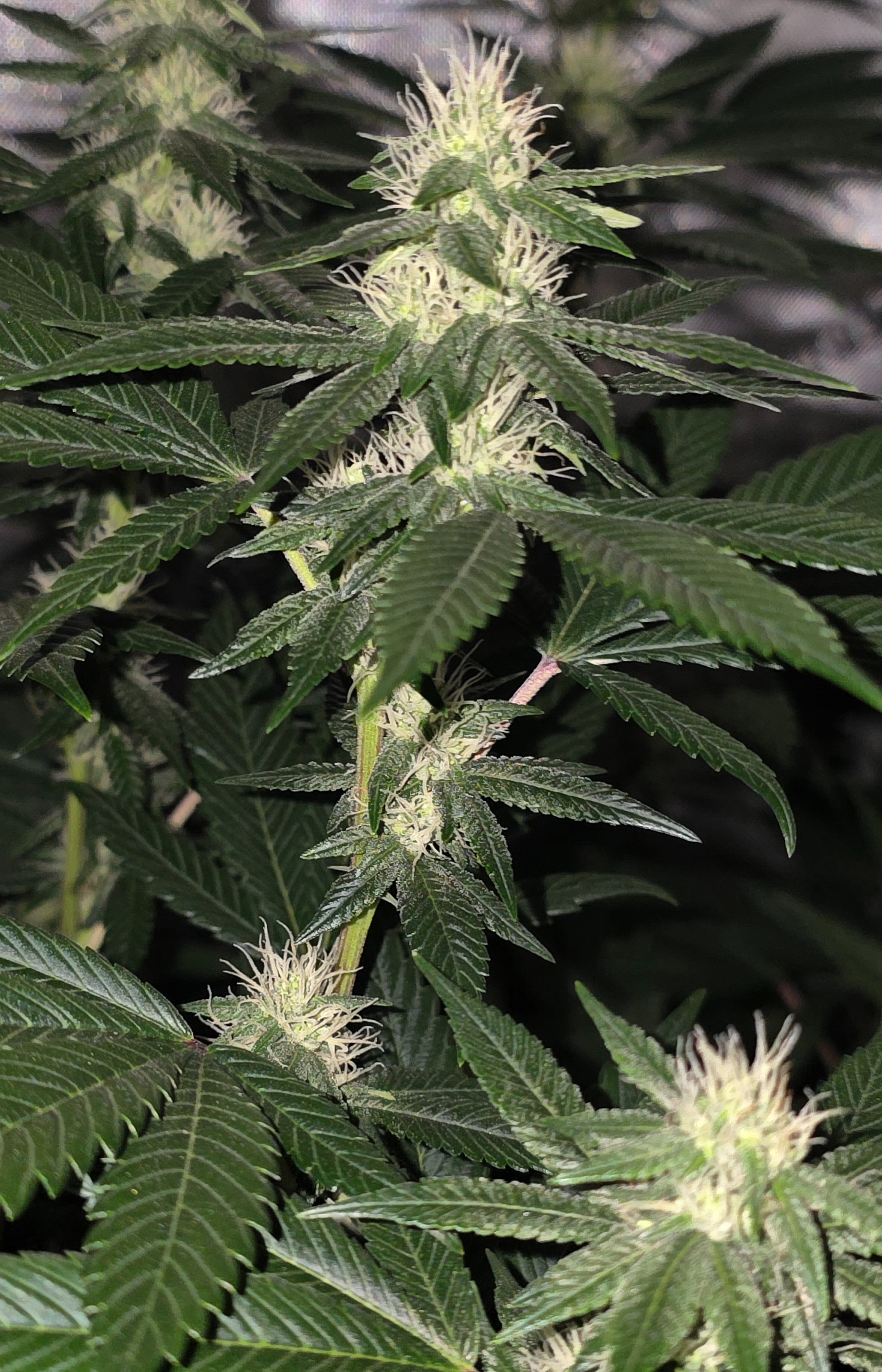 gmo Grows Zoap, Honey Banana, GabySI Sour Diesel, Eddie Hazel ...