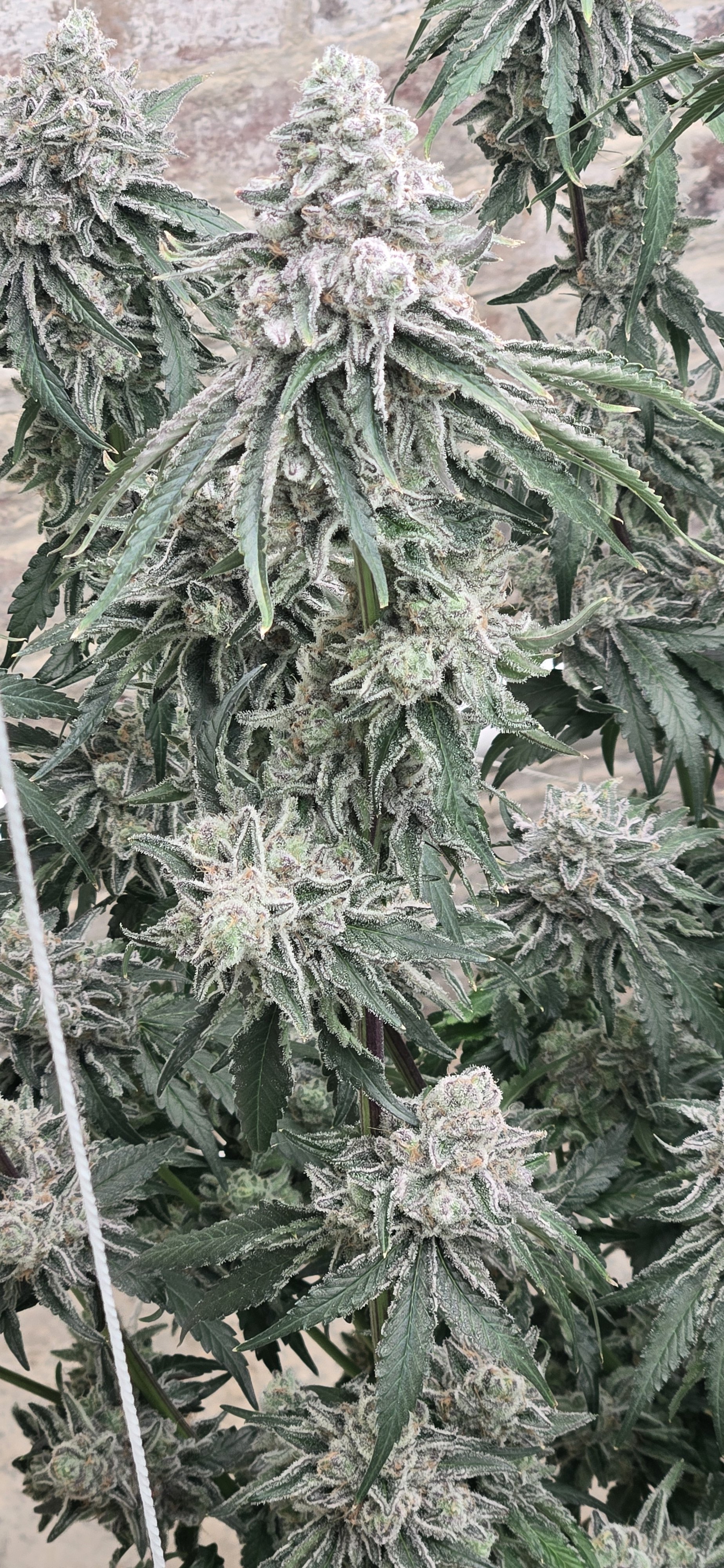 June Bud Of The Month | Marijuana Growing & Cannabis Forum
