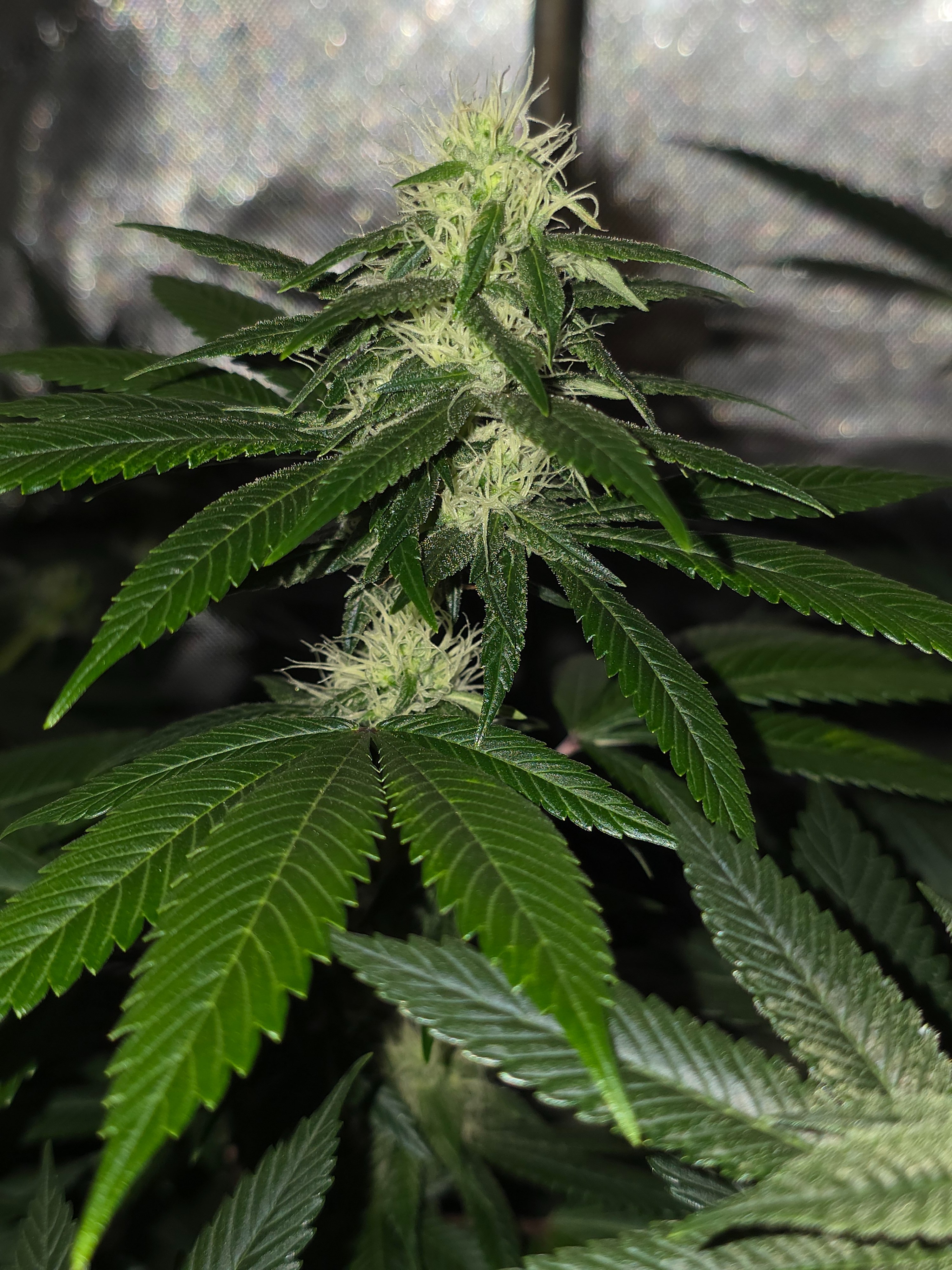 gmo Grows Zoap, Honey Banana, GabySI Sour Diesel, Eddie Hazel ...