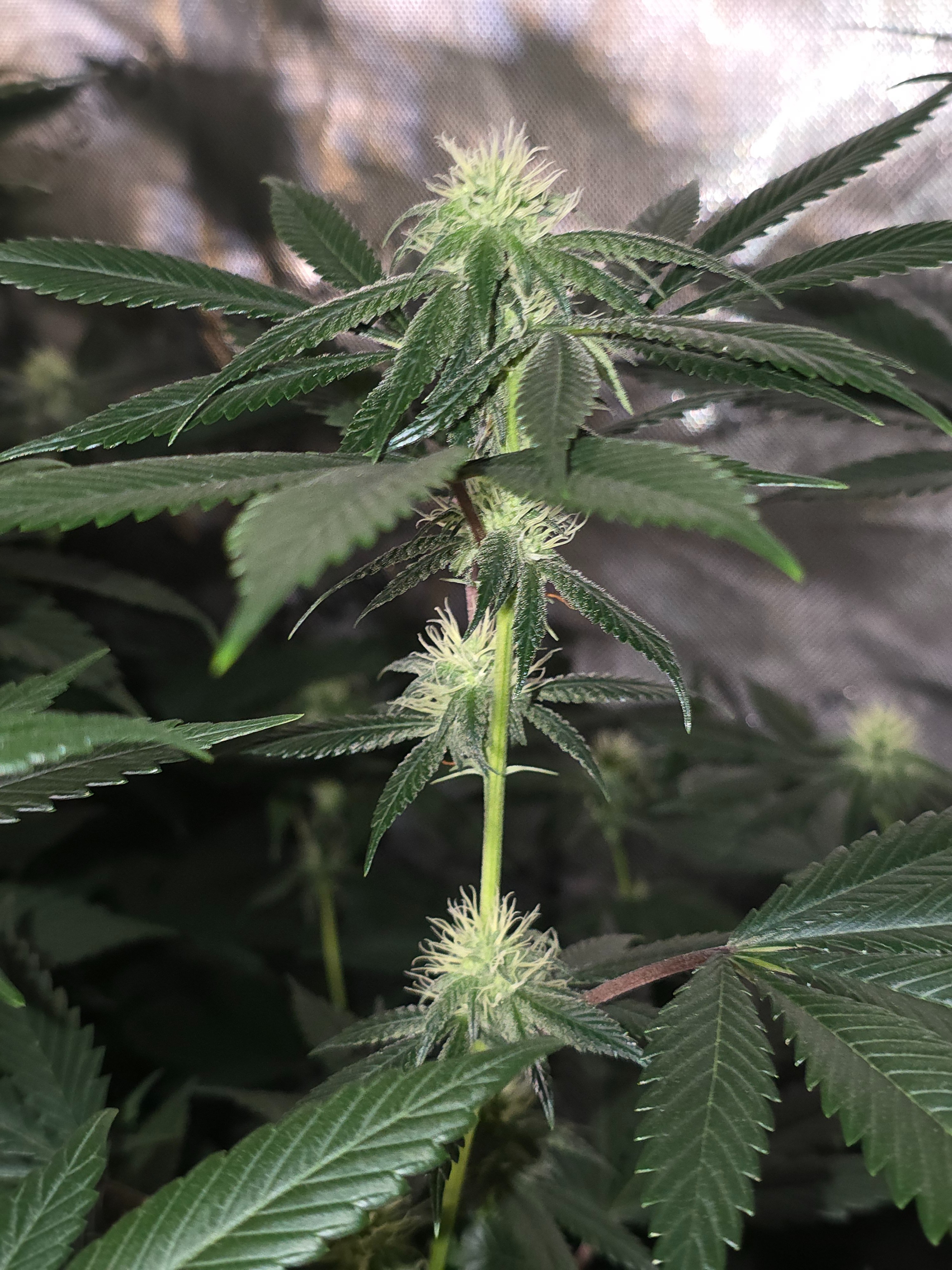 gmo Grows Zoap, Honey Banana, GabySI Sour Diesel, Eddie Hazel ...