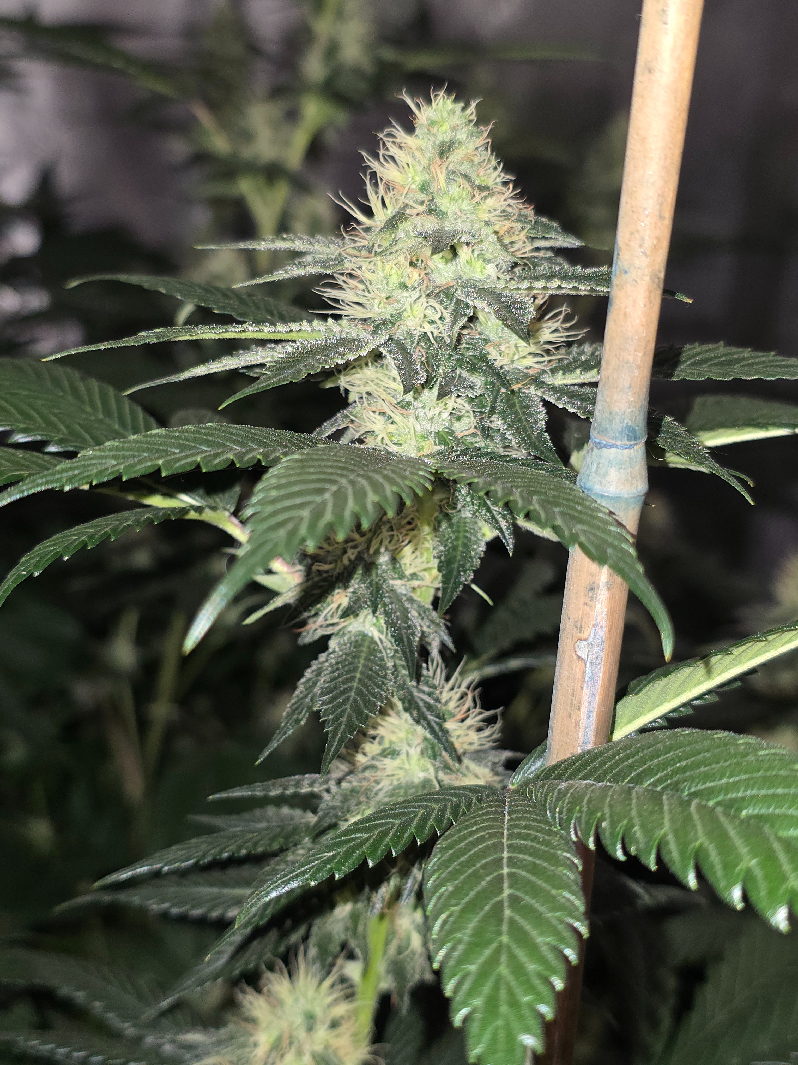 gmo Grows Zoap, Honey Banana, GabySI Sour Diesel, Eddie Hazel ...