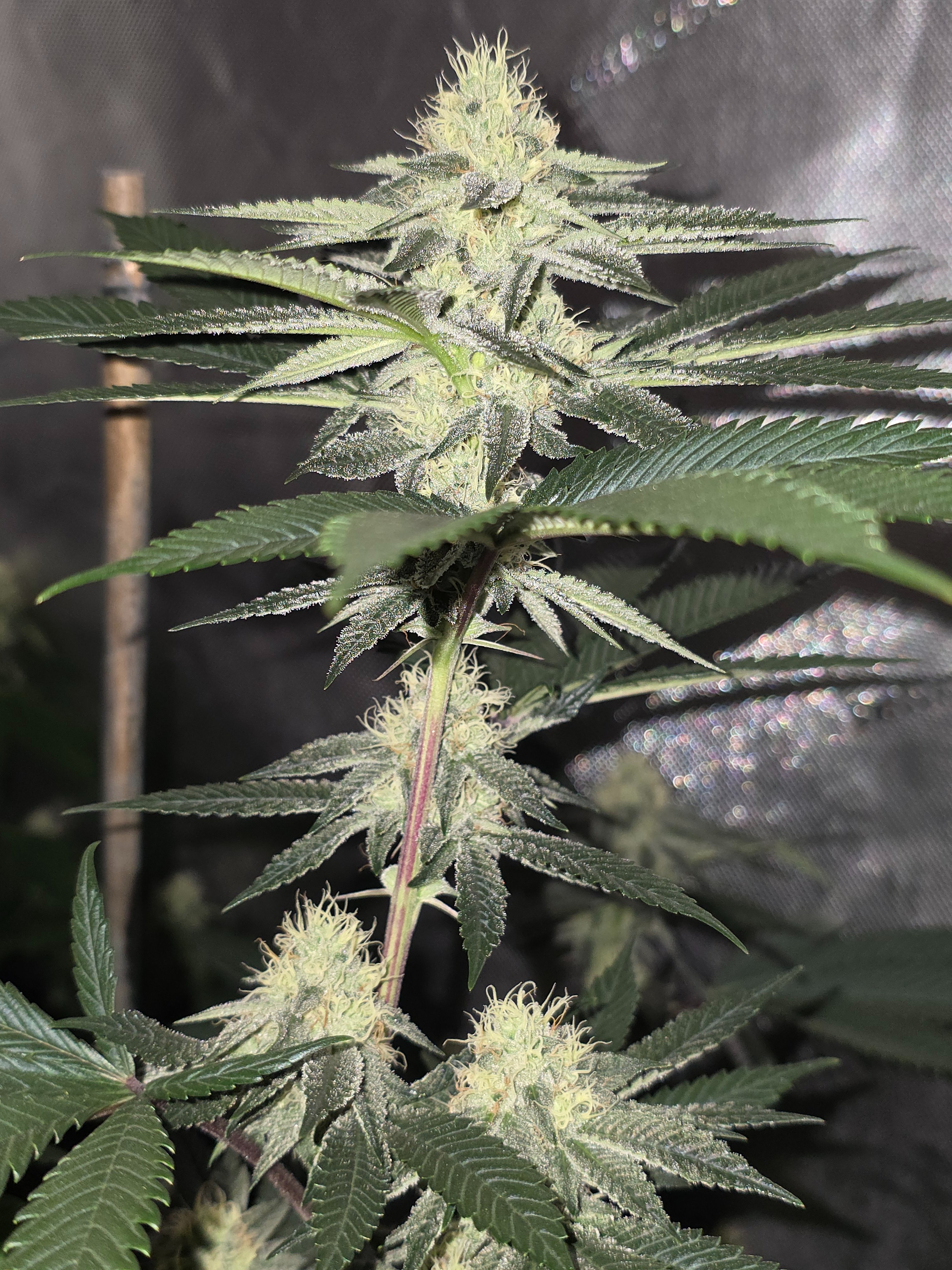 gmo Grows Zoap, Honey Banana, GabySI Sour Diesel, Eddie Hazel ...