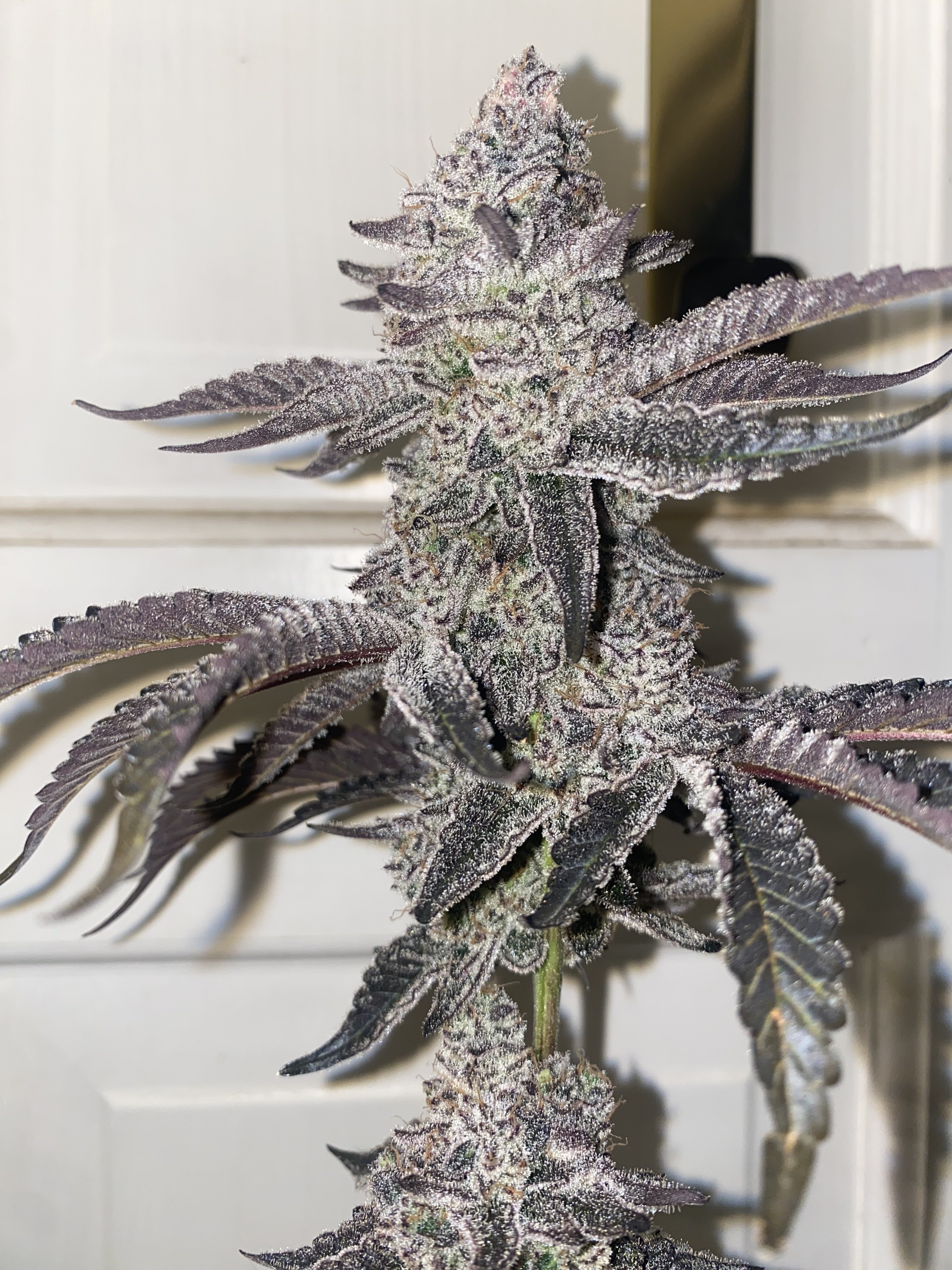 June Bud Of The Month | Marijuana Growing & Cannabis Forum