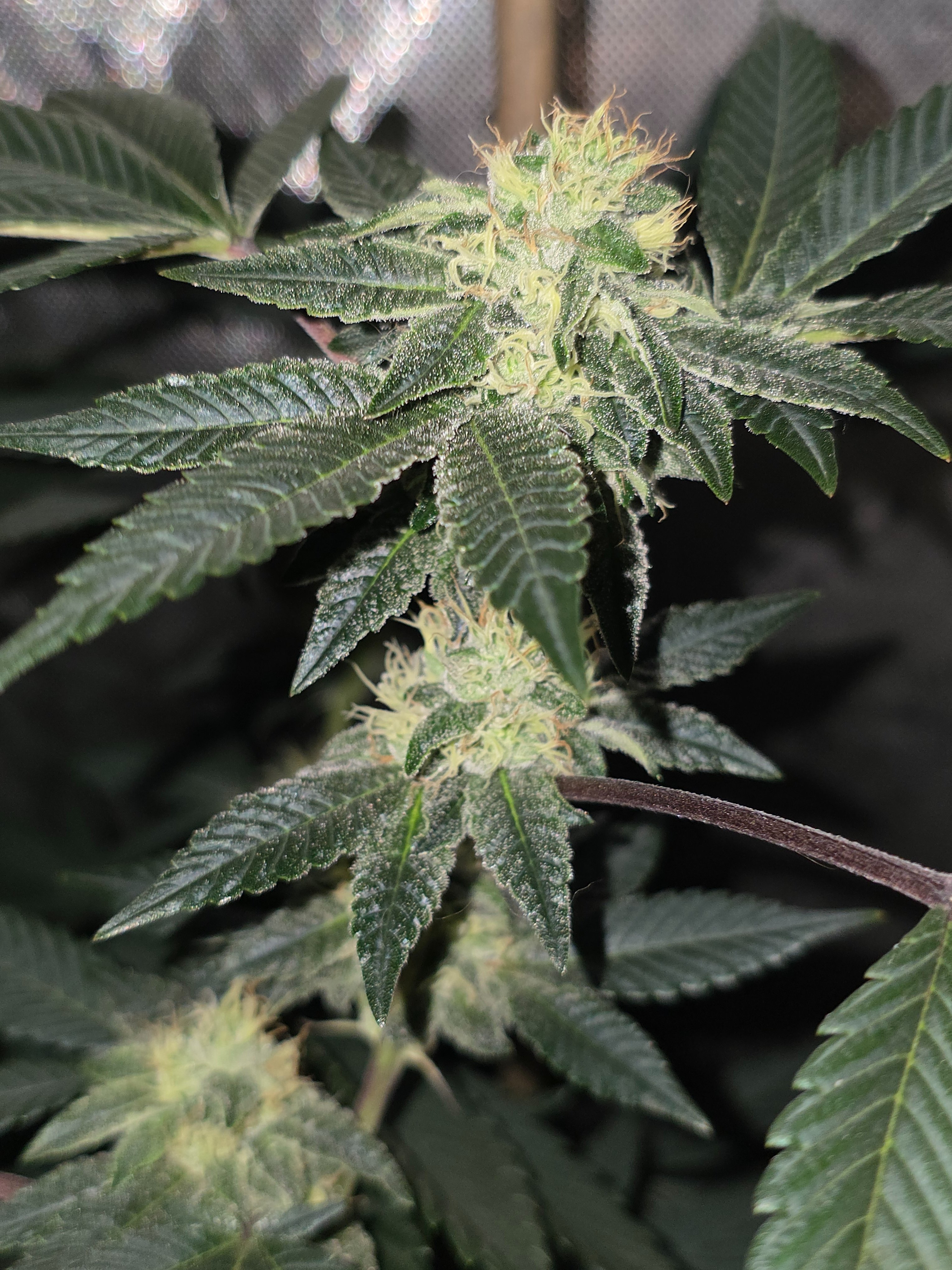 gmo Grows Zoap, Honey Banana, GabySI Sour Diesel, Eddie Hazel ...