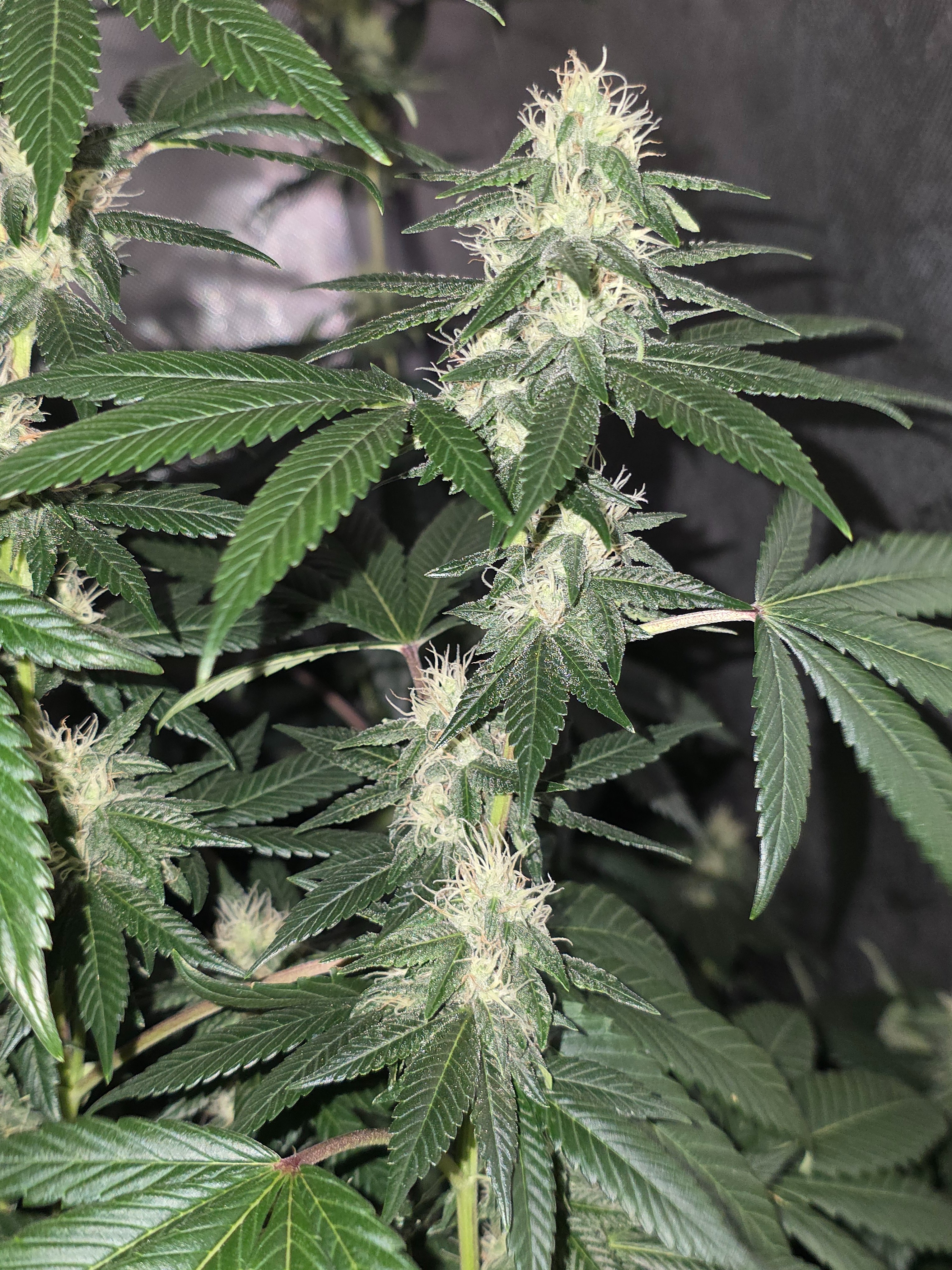 gmo Grows Zoap, Honey Banana, GabySI Sour Diesel, Eddie Hazel ...