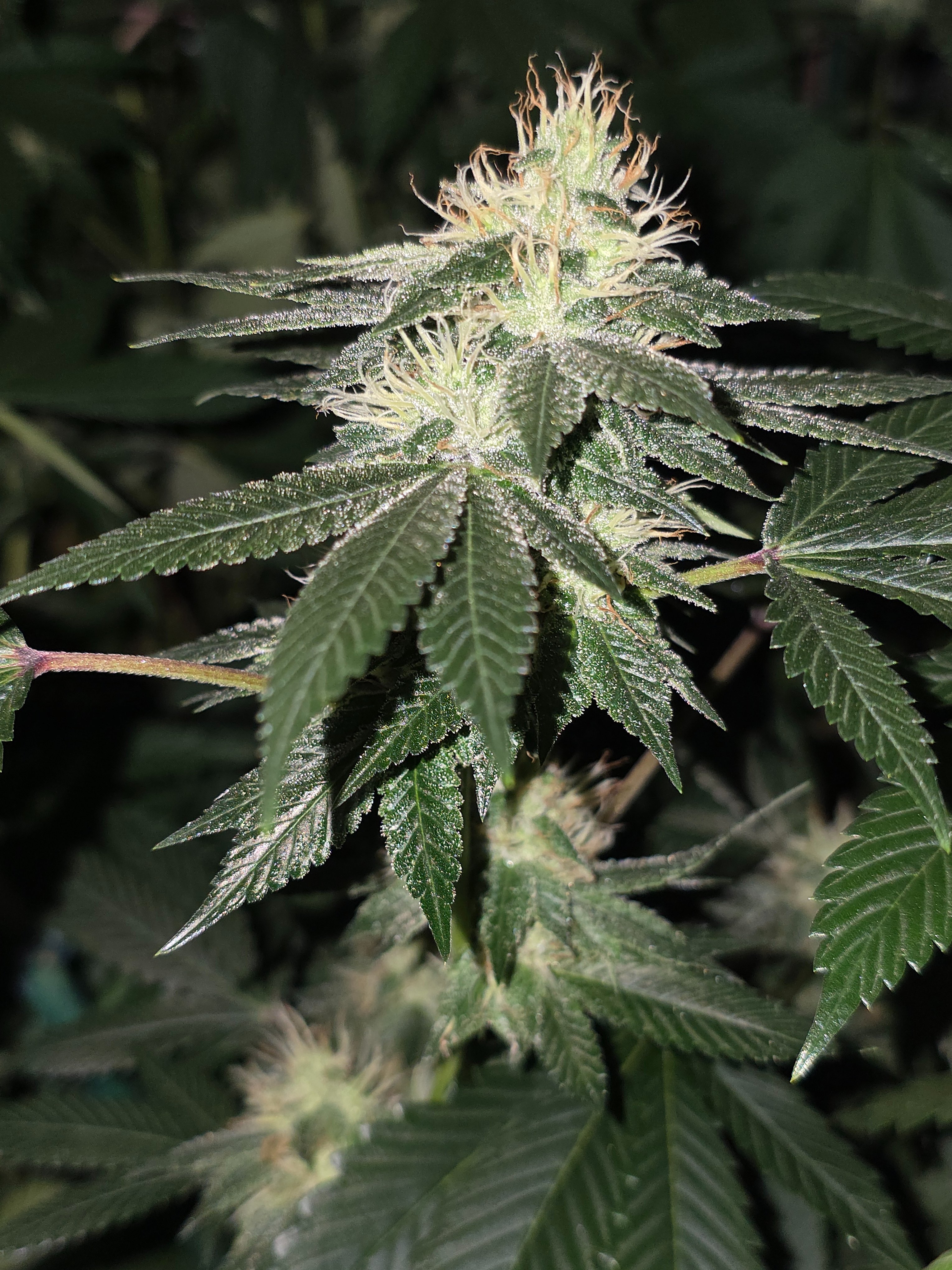 gmo Grows Zoap, Honey Banana, GabySI Sour Diesel, Eddie Hazel ...
