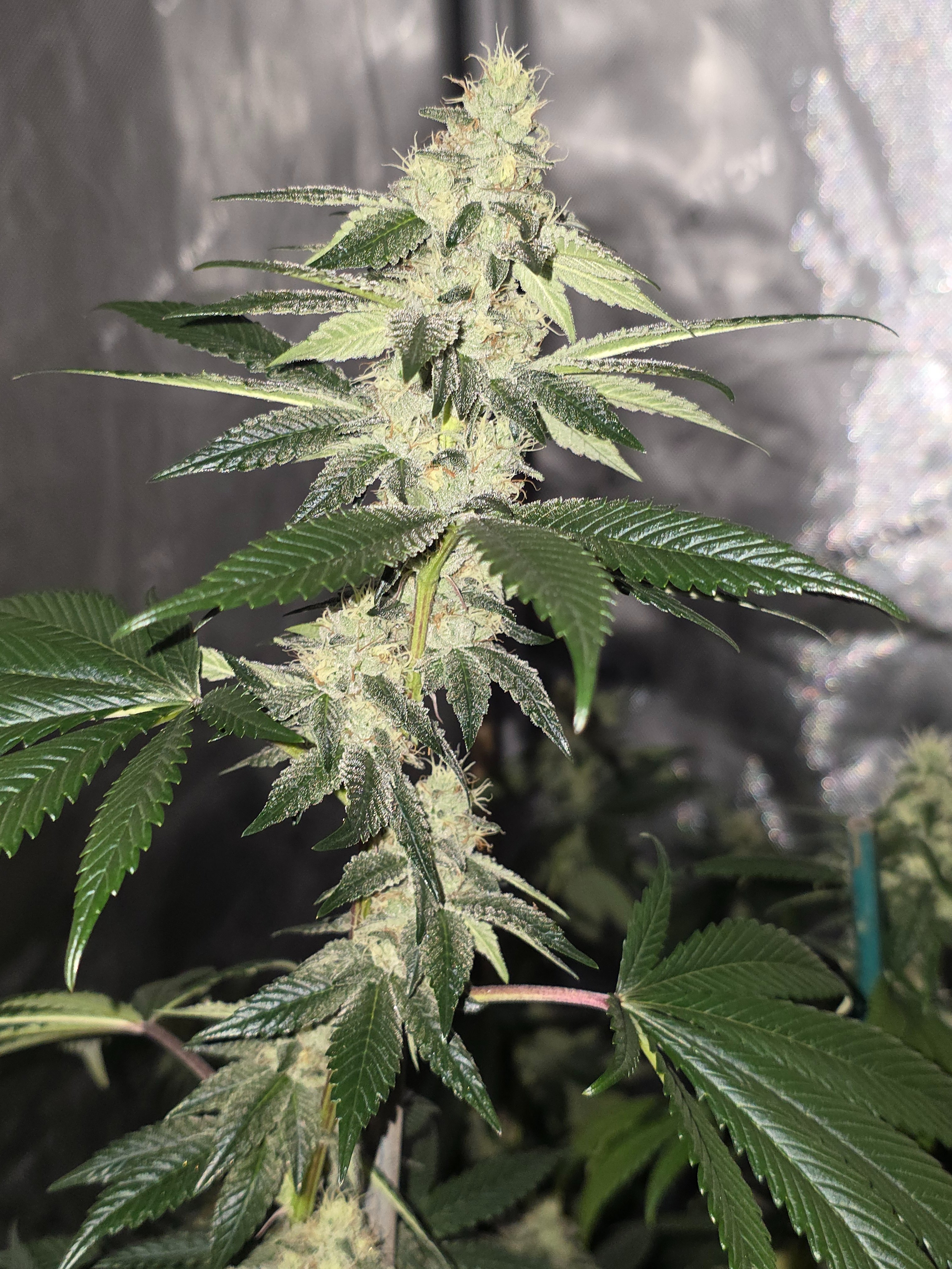gmo Grows Zoap, Honey Banana, GabySI Sour Diesel, Eddie Hazel ...