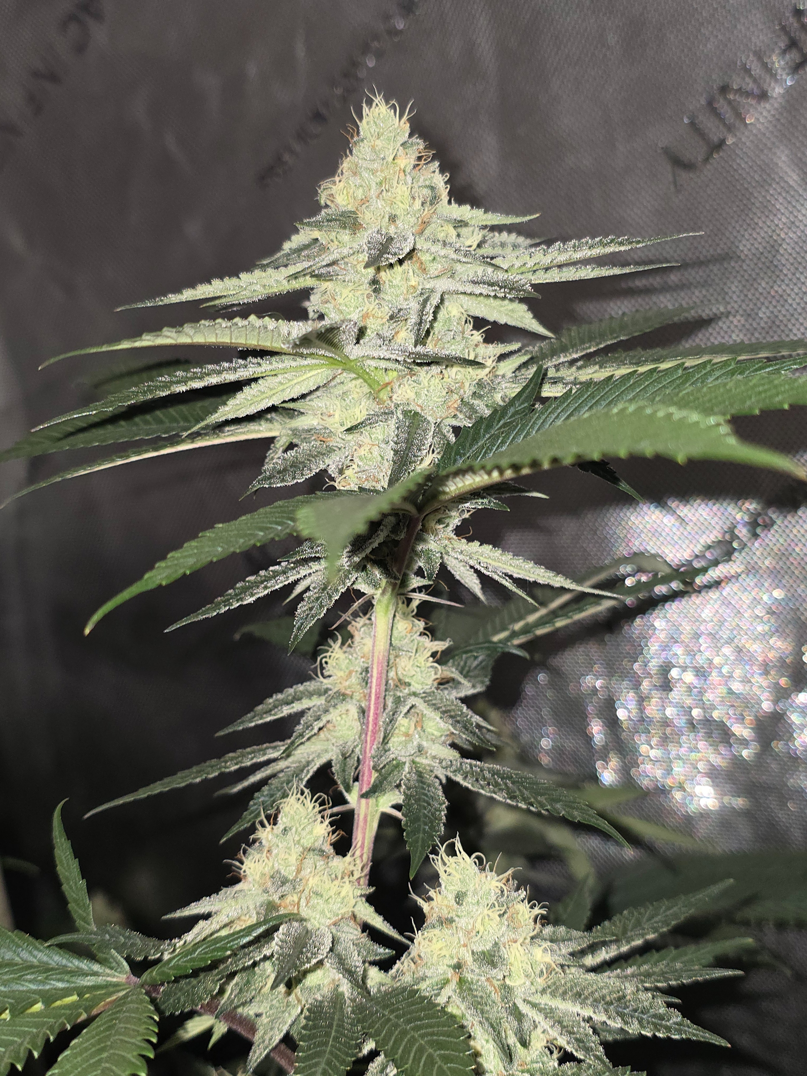 gmo Grows Zoap, Honey Banana, GabySI Sour Diesel, Eddie Hazel ...