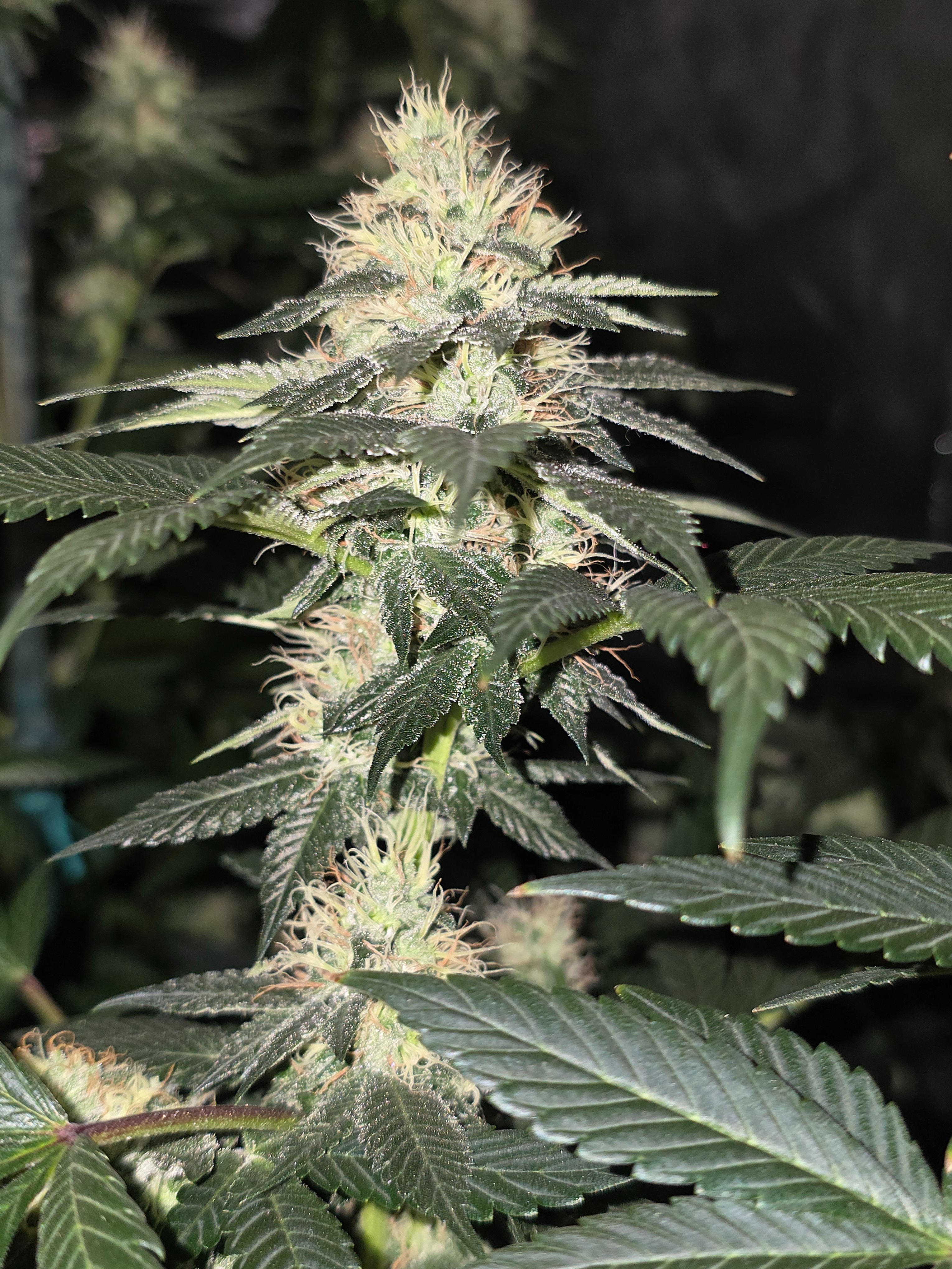 gmo Grows Zoap, Honey Banana, GabySI Sour Diesel, Eddie Hazel ...