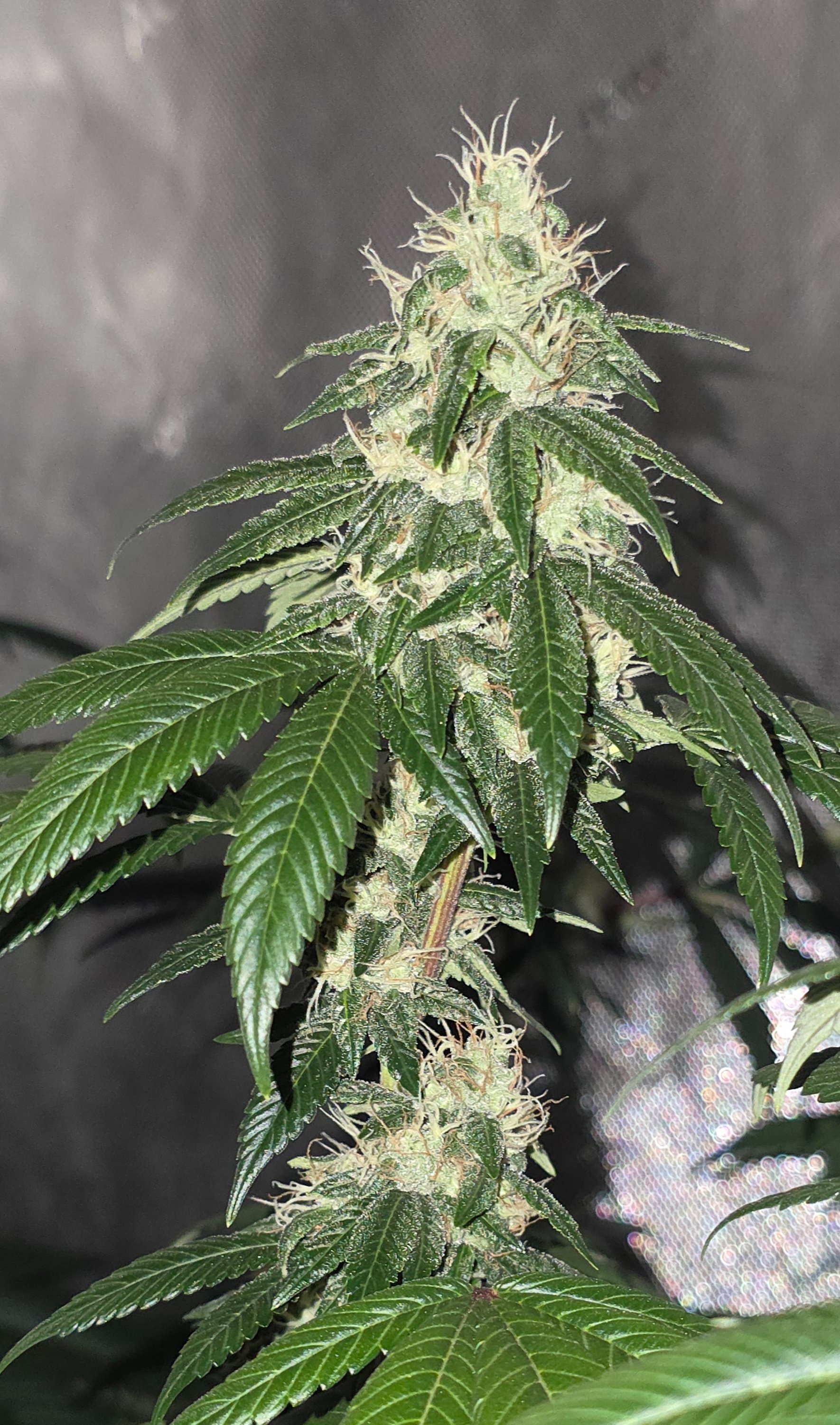 gmo Grows Zoap, Honey Banana, GabySI Sour Diesel, Eddie Hazel ...