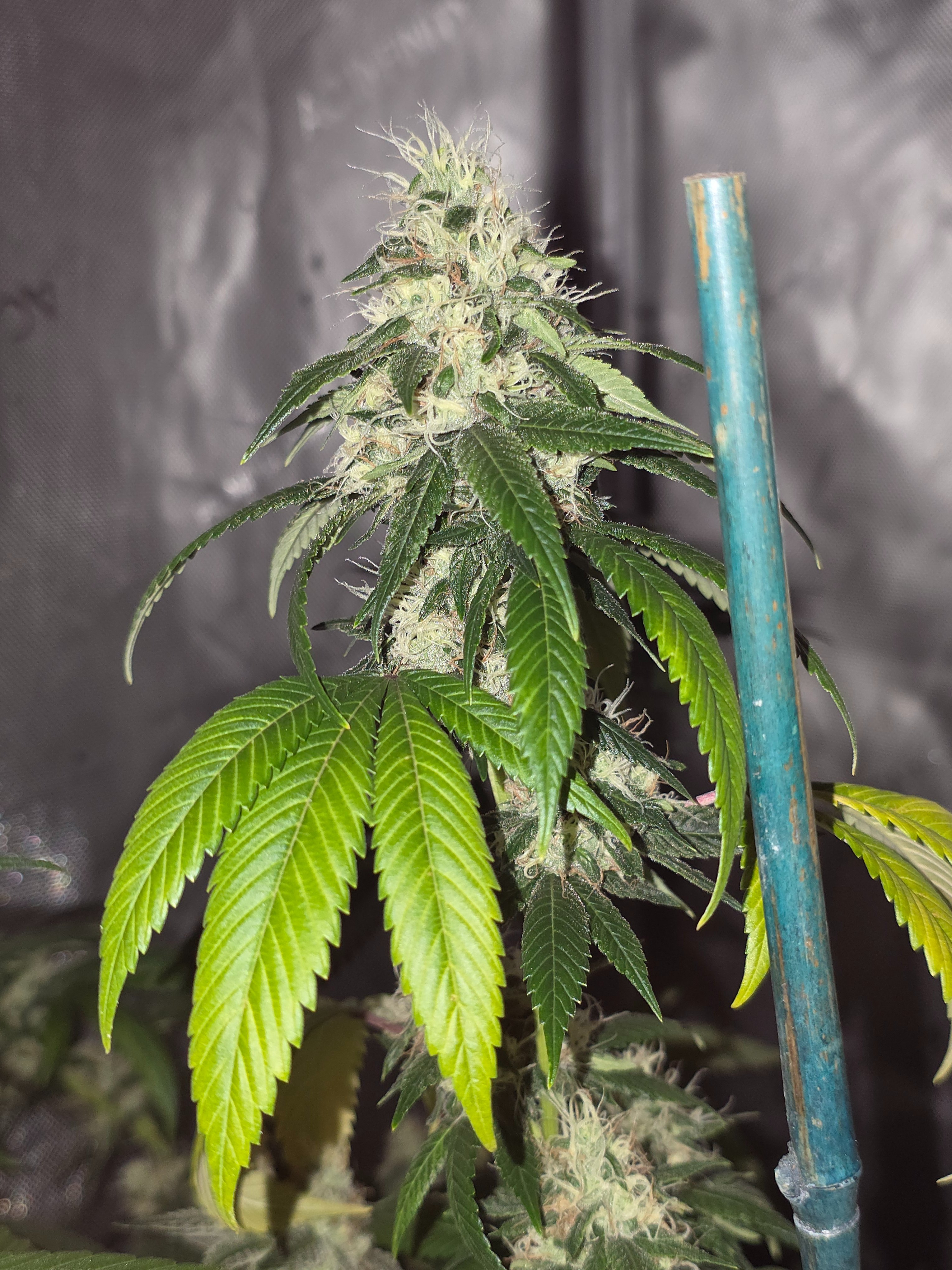gmo Grows Zoap, Honey Banana, GabySI Sour Diesel, Eddie Hazel ...