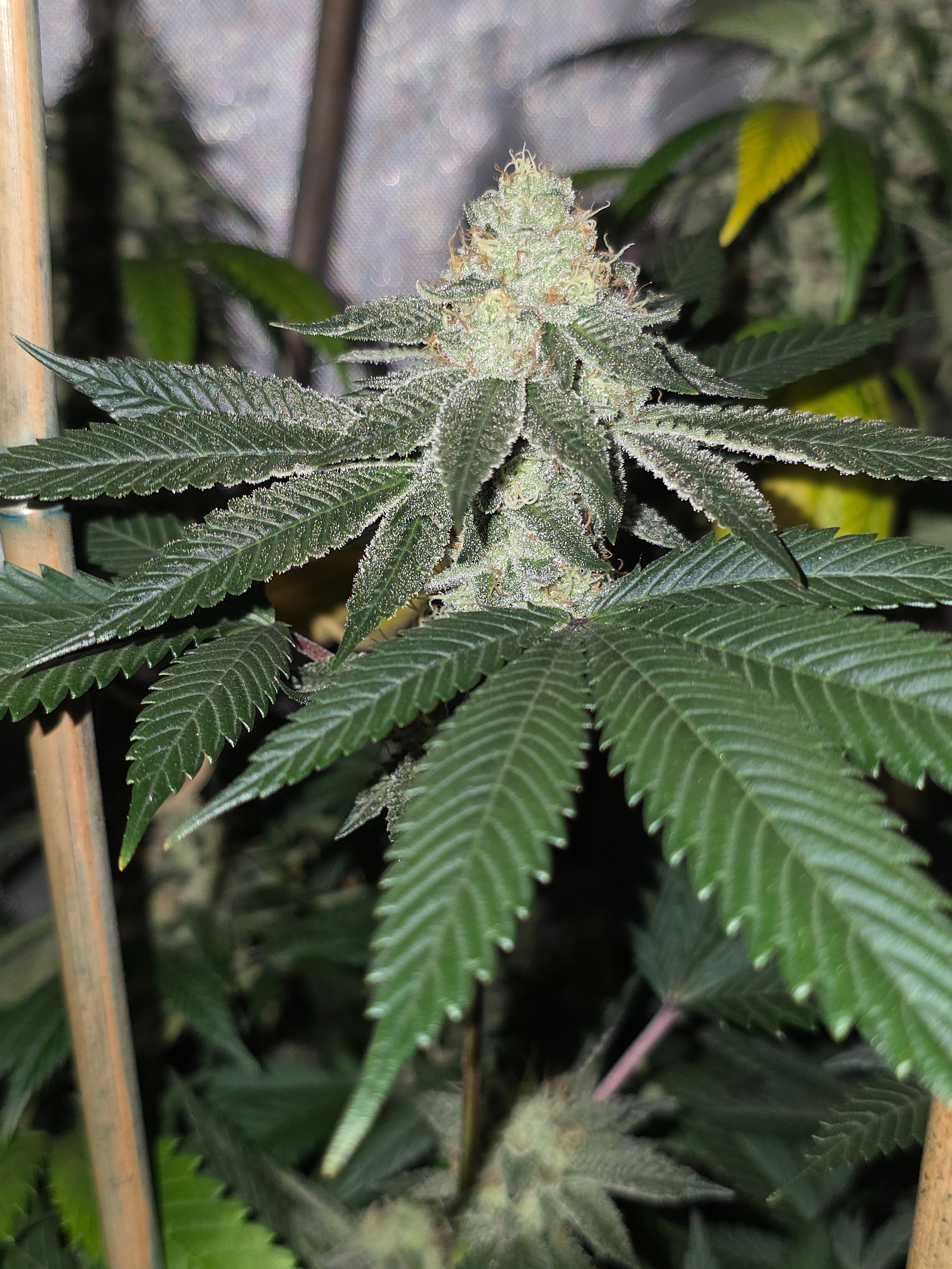 gmo Grows Zoap, Honey Banana, GabySI Sour Diesel, Eddie Hazel ...