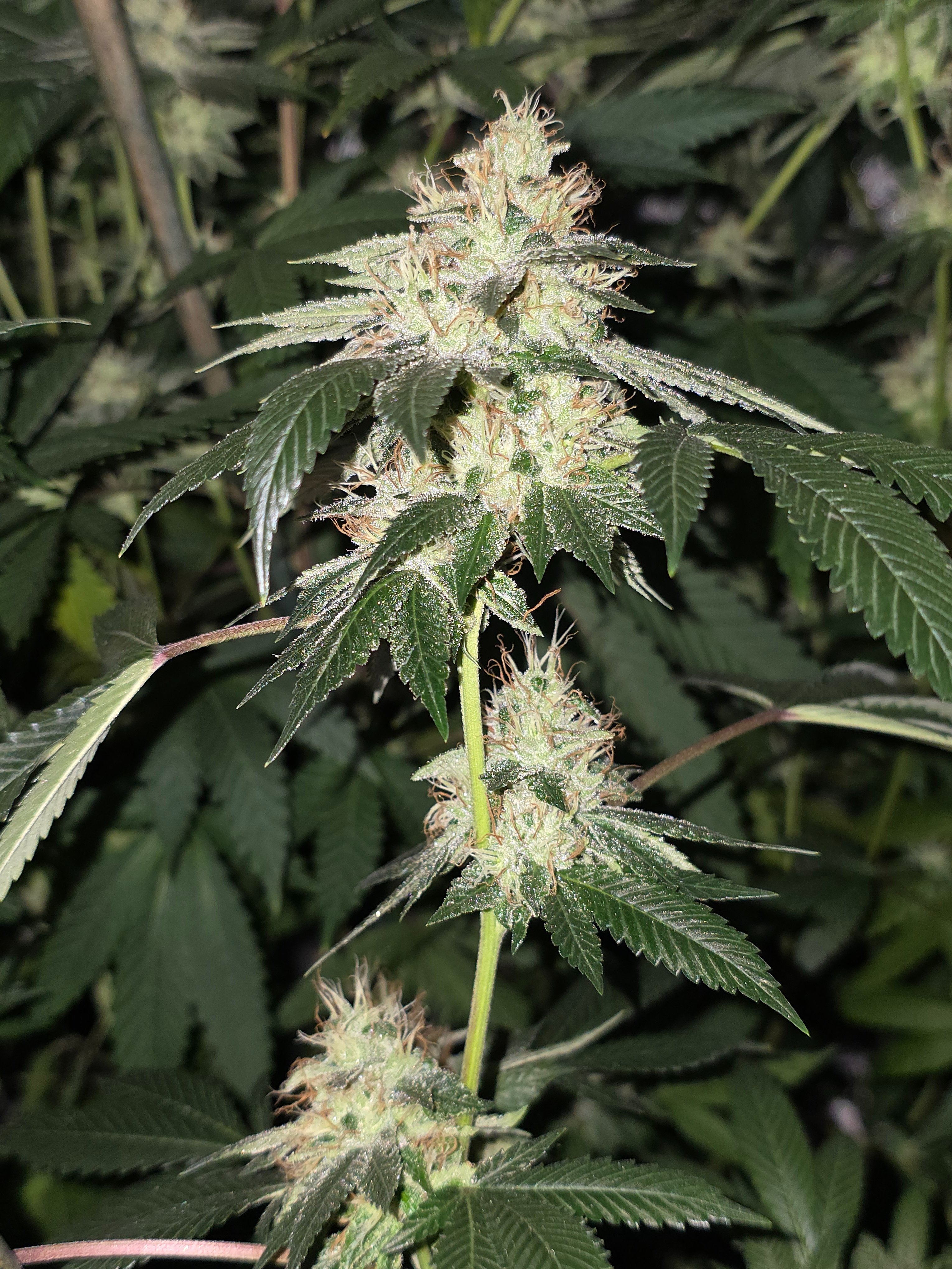 gmo Grows Zoap, Honey Banana, GabySI Sour Diesel, Eddie Hazel ...