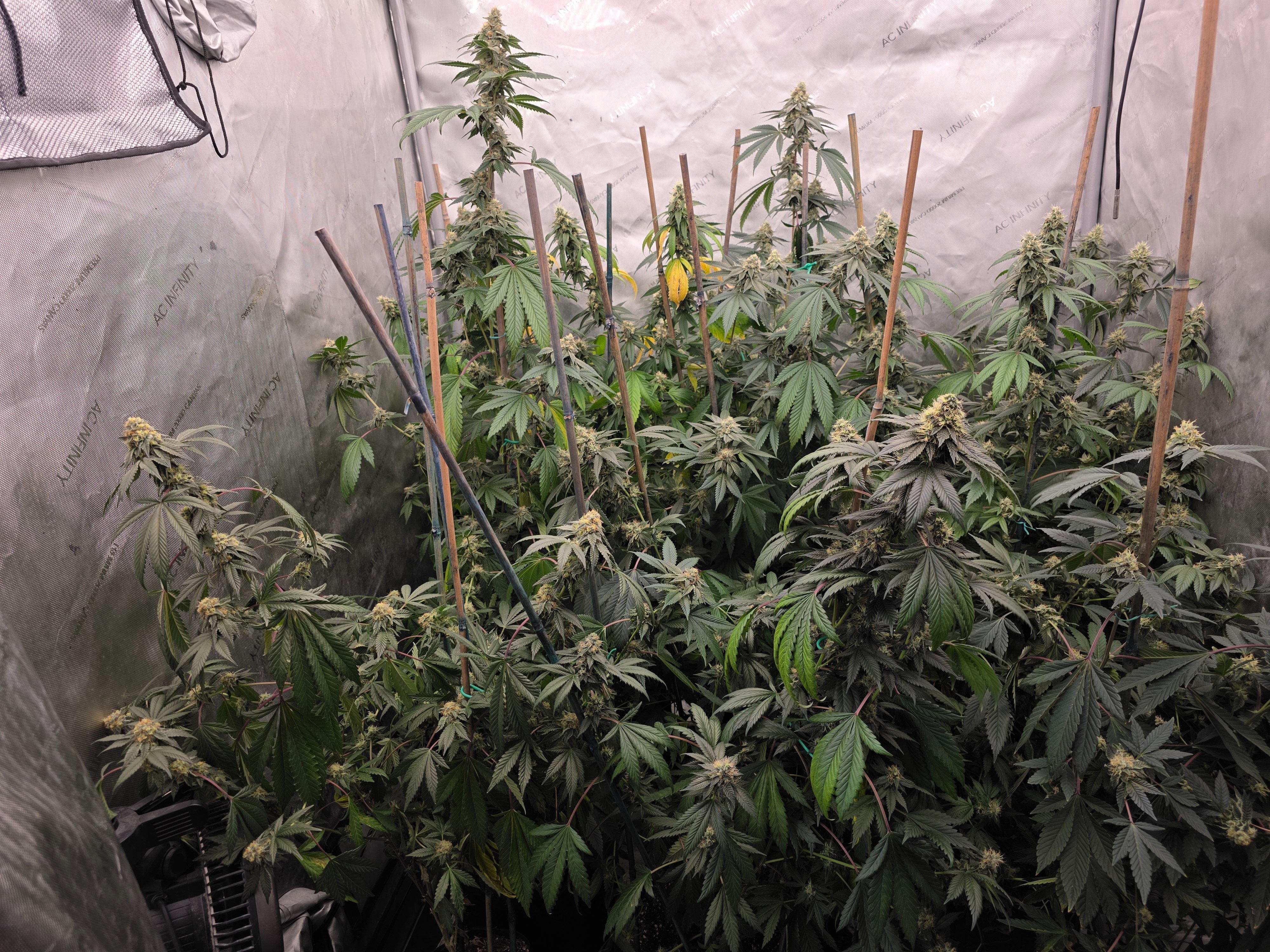 gmo Grows Zoap, Honey Banana, GabySI Sour Diesel, Eddie Hazel ...