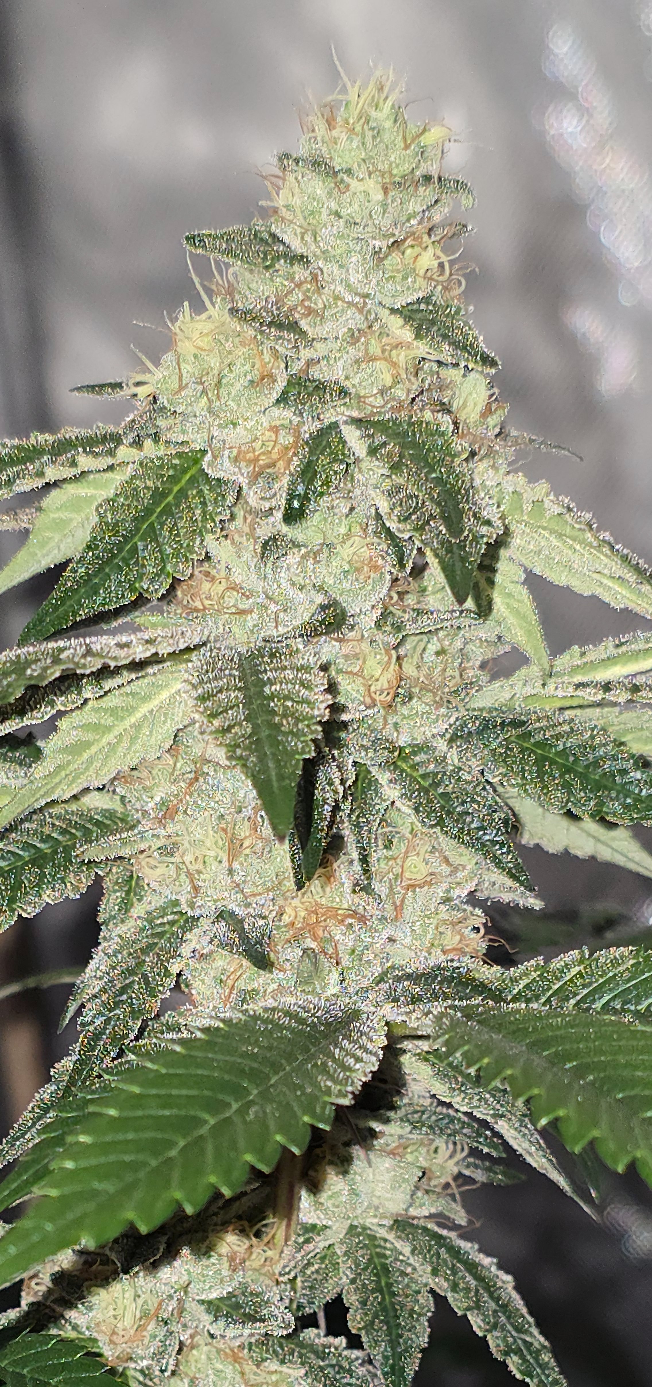 gmo Grows Zoap, Honey Banana, GabySI Sour Diesel, Eddie Hazel ...