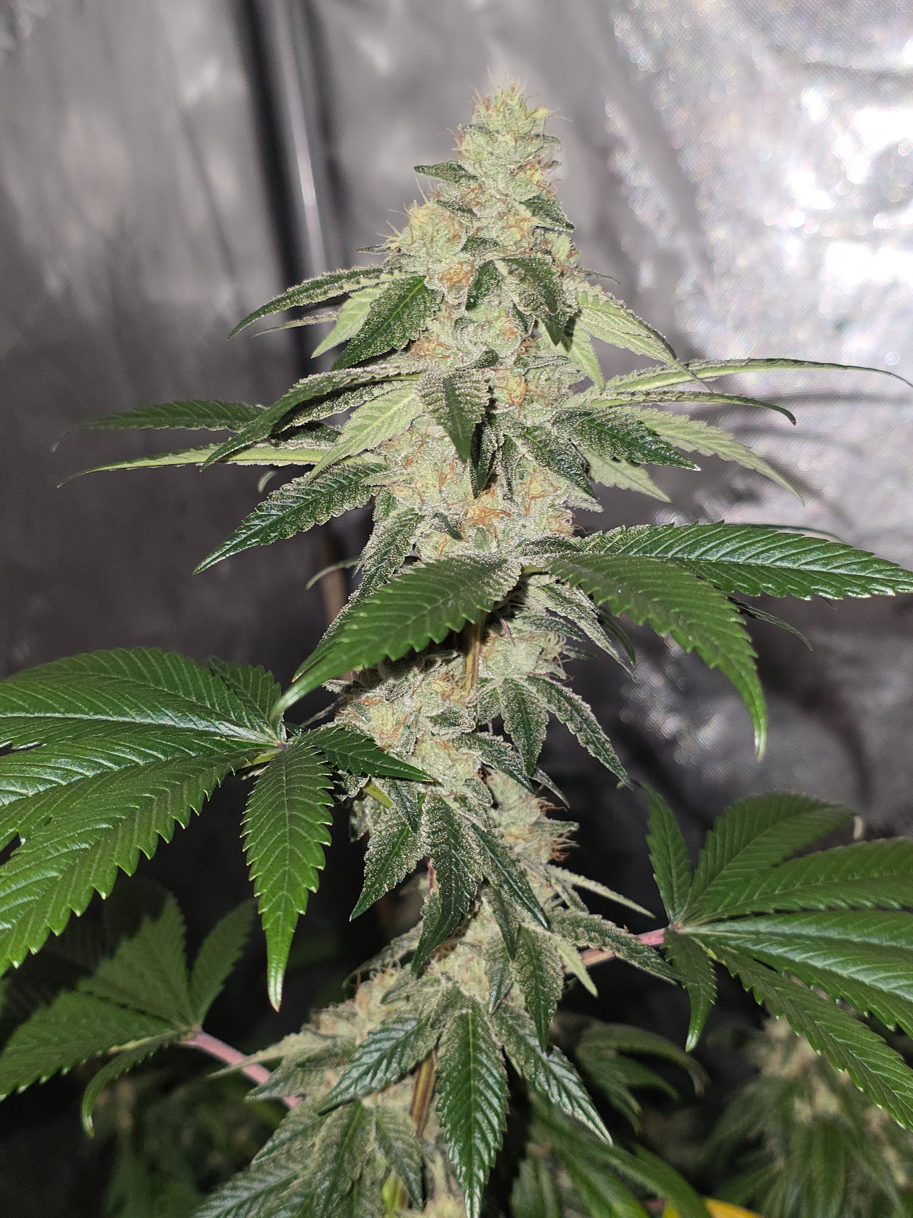 gmo Grows Zoap, Honey Banana, GabySI Sour Diesel, Eddie Hazel ...