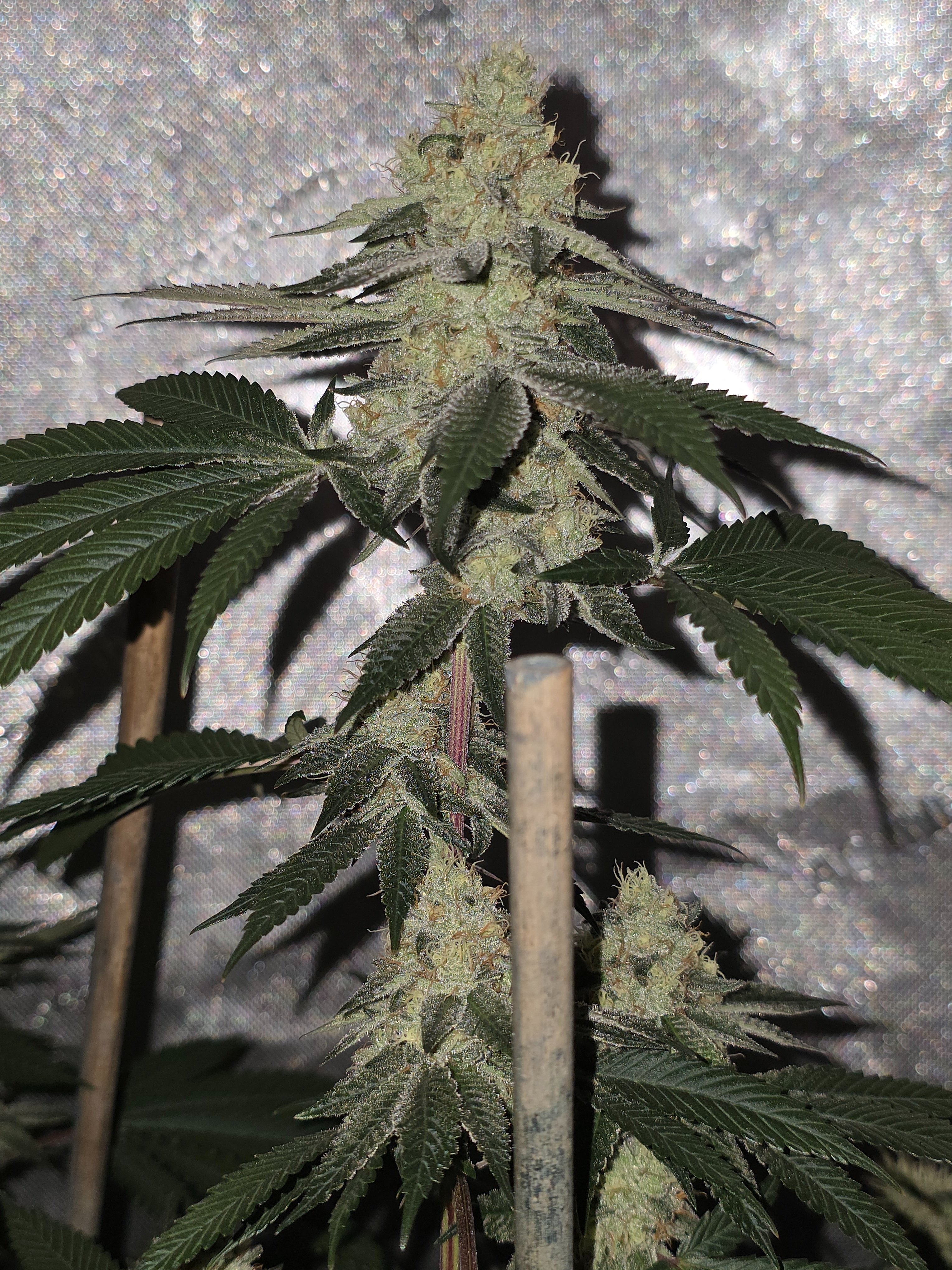 gmo Grows Zoap, Honey Banana, GabySI Sour Diesel, Eddie Hazel ...