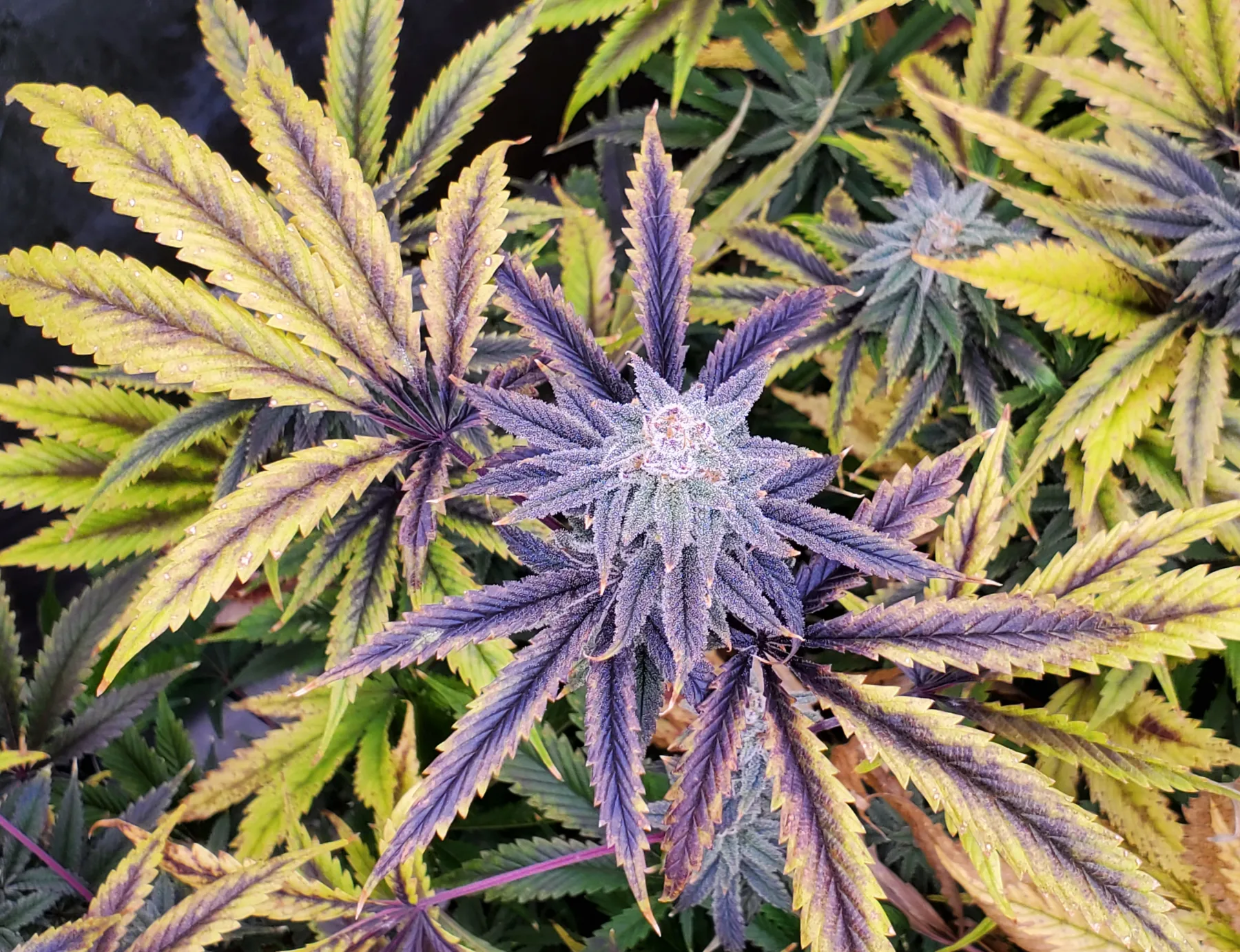 bblunt | Marijuana Growing & Cannabis Forum